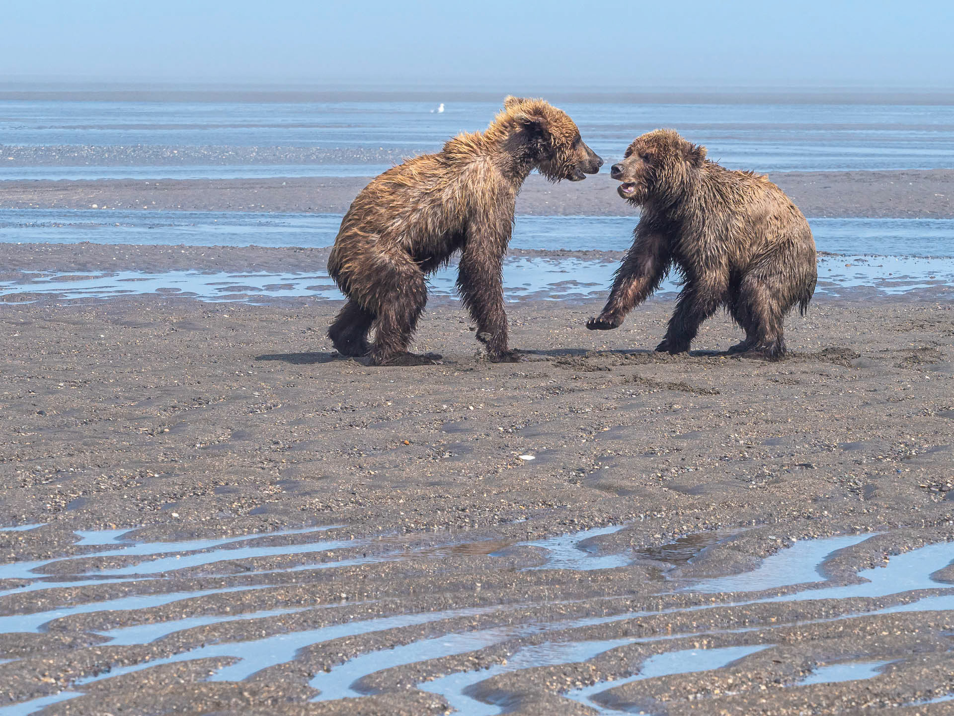 Juveniles Playing