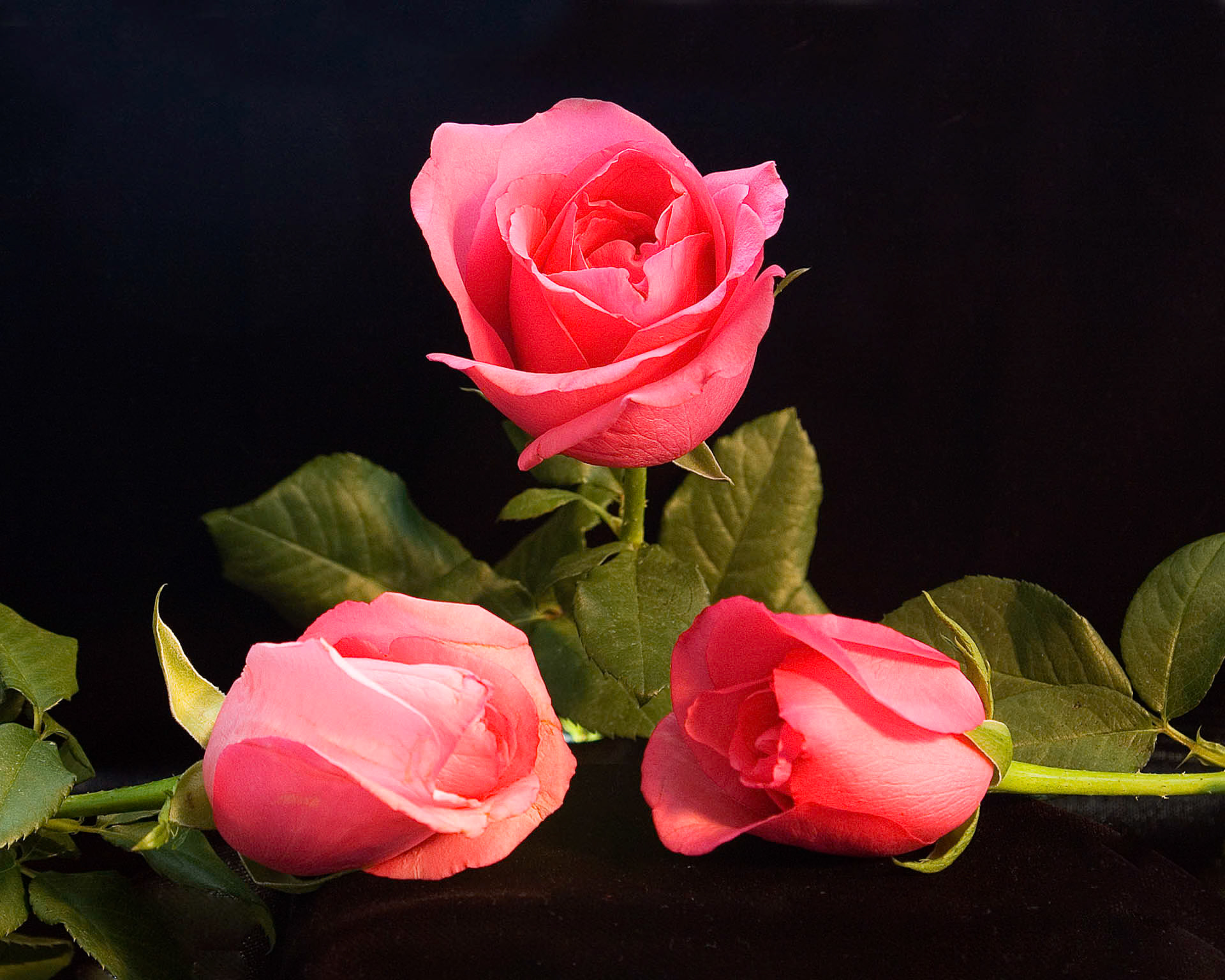 3 Pink Rose