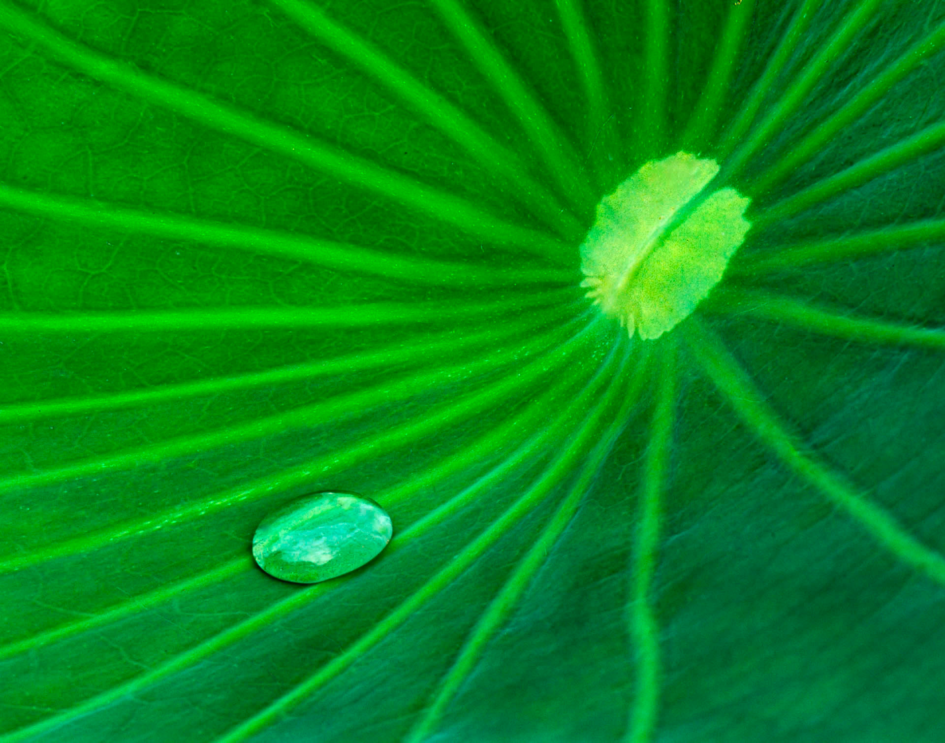 A Little Drop of Rain