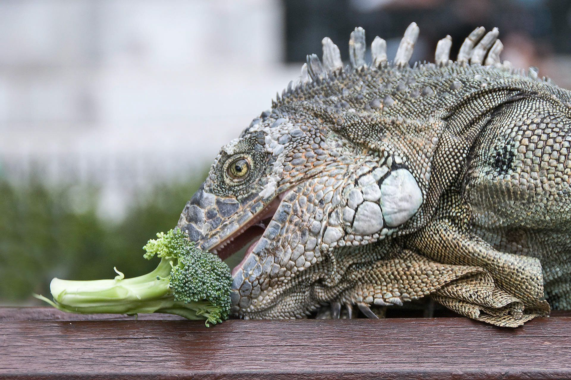 Iguana Lunch