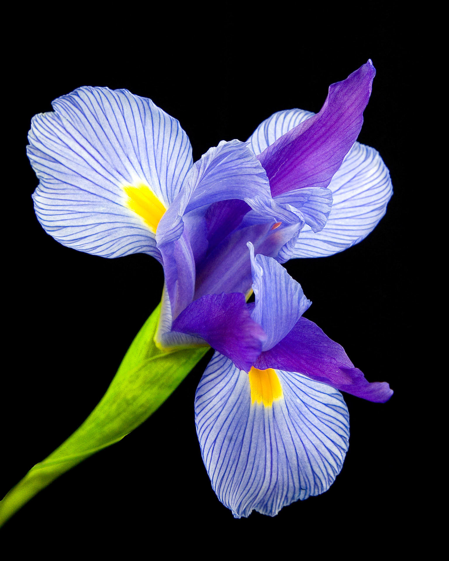 Iris Diagonal