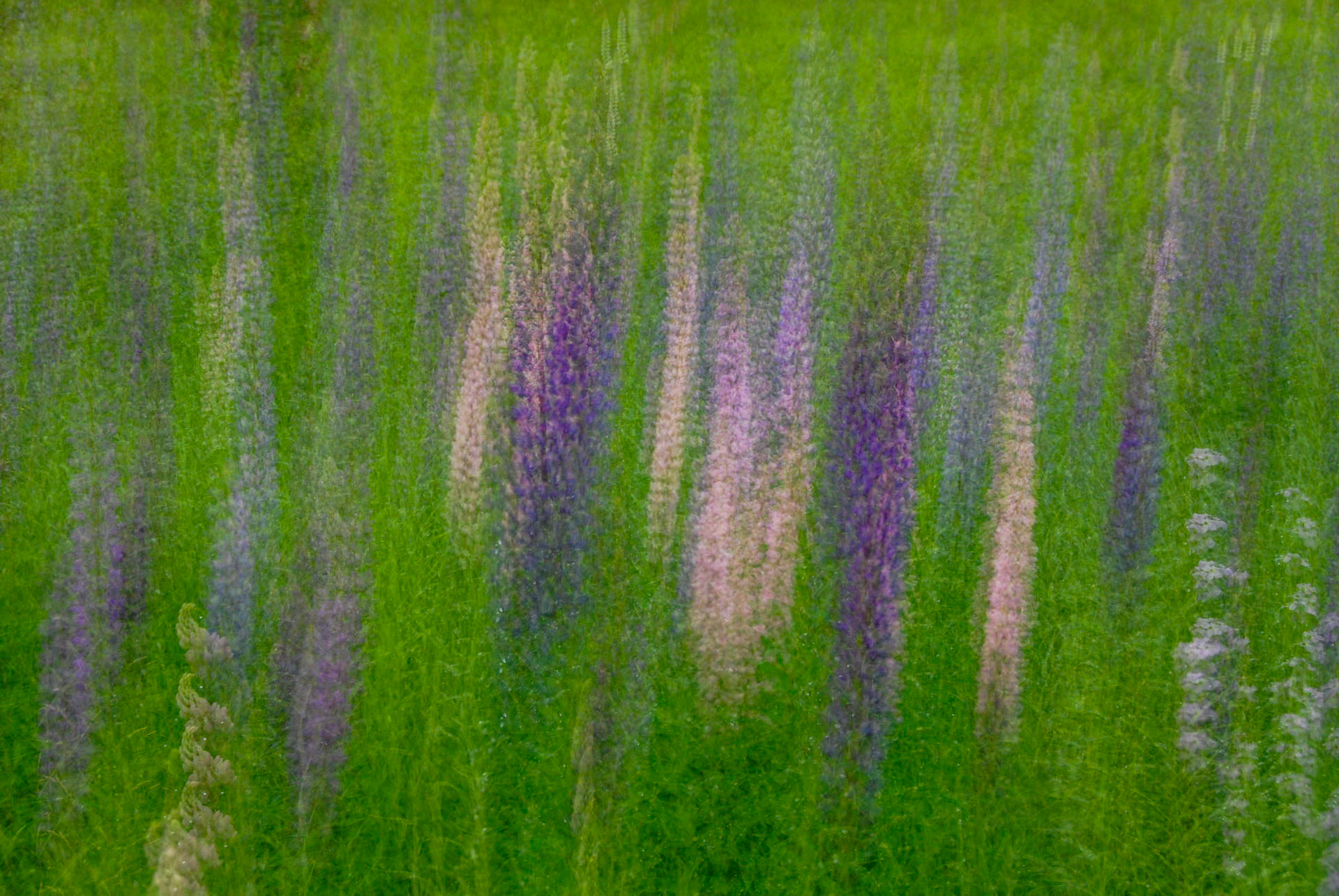 Lupins Swipe