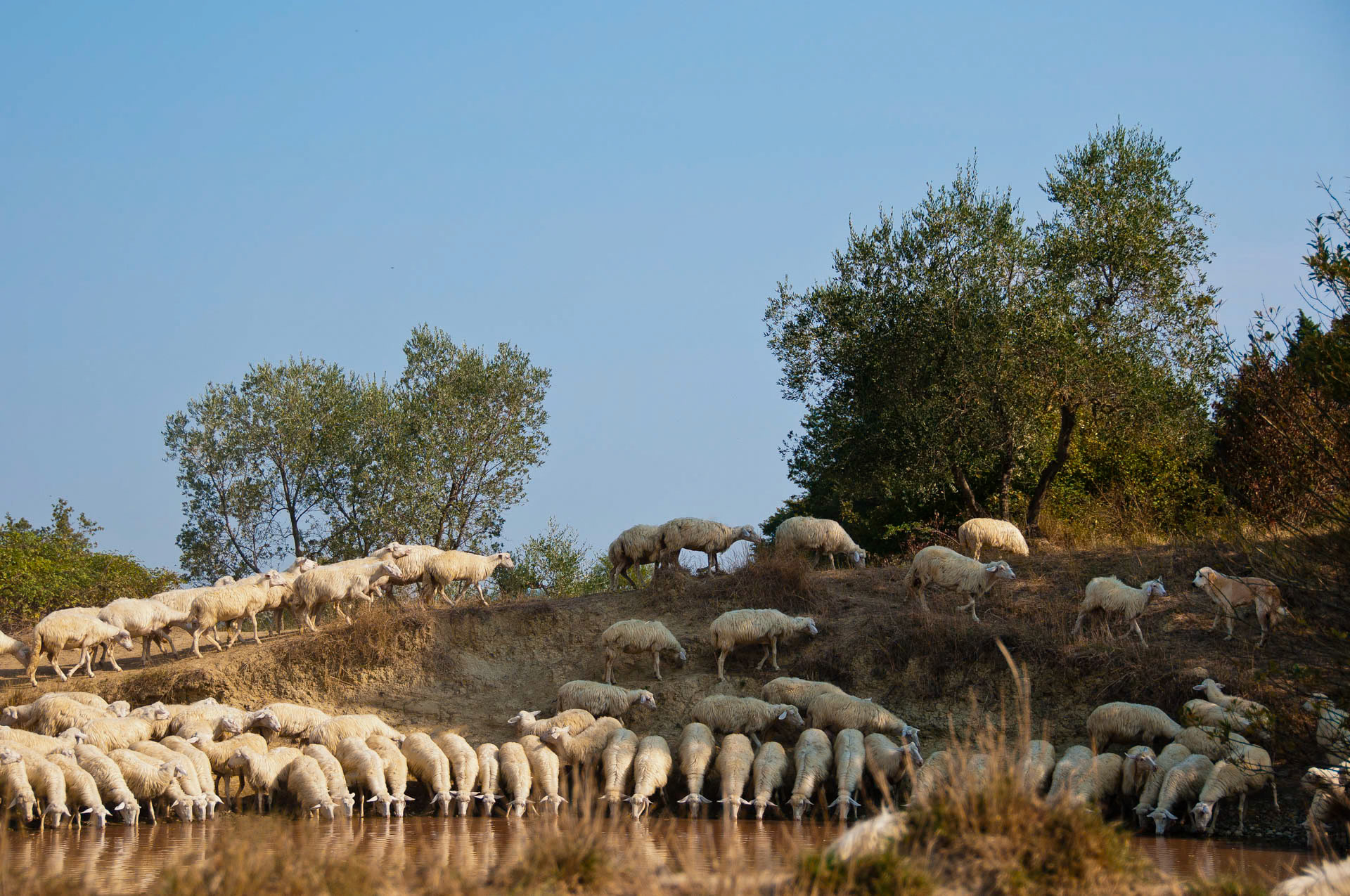 Tuscan Watering Hole