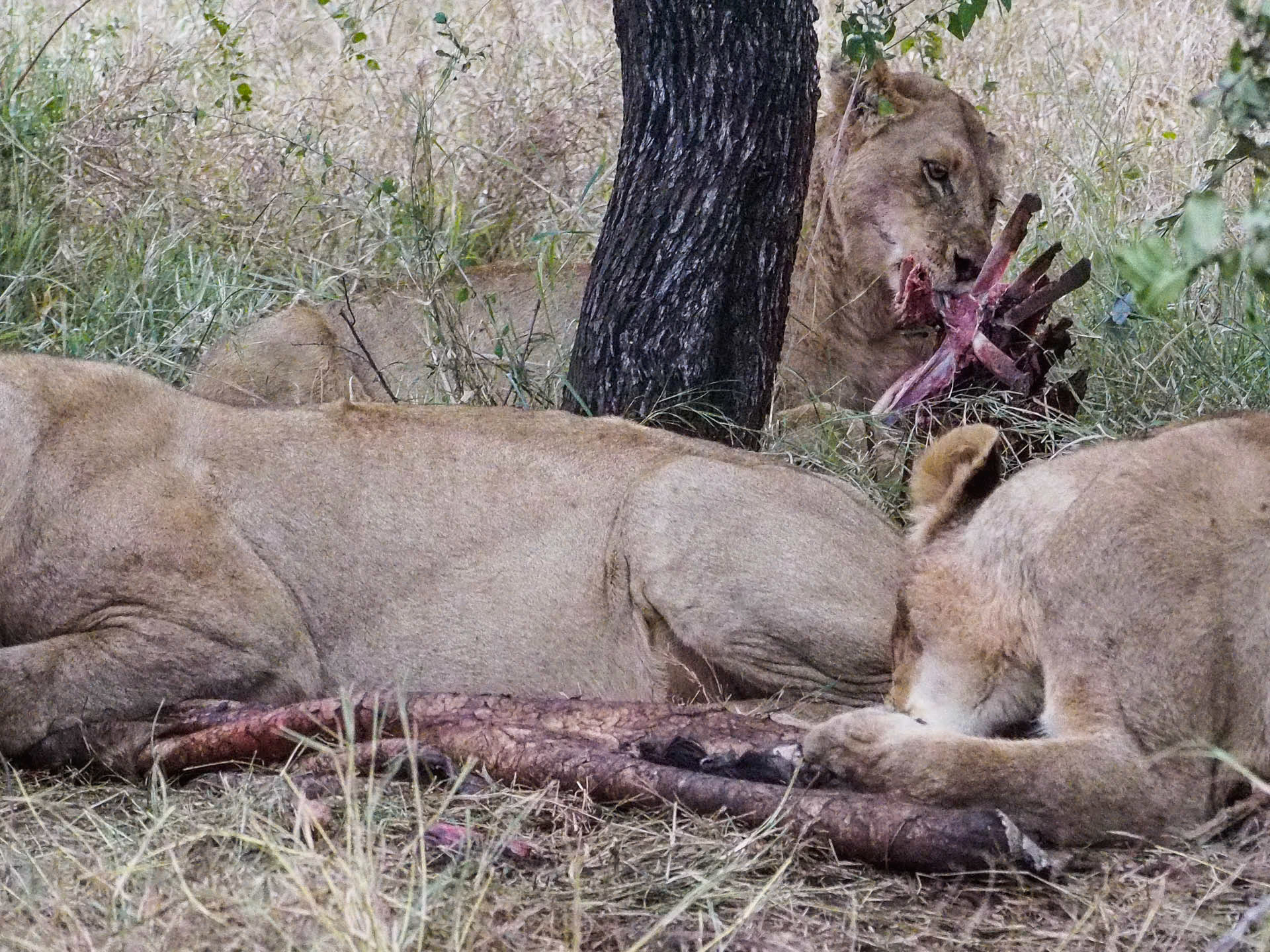 Lion Kill