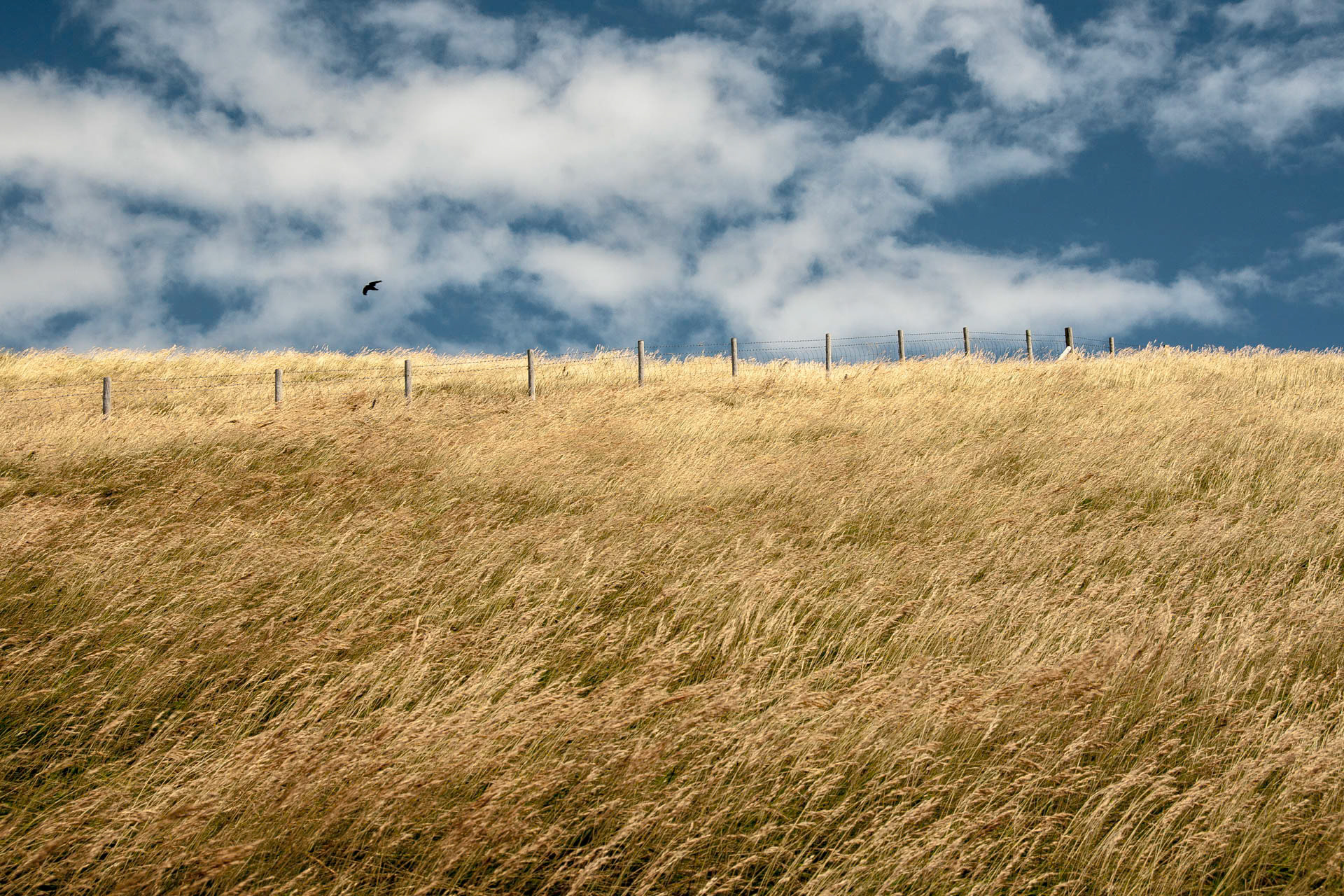 Fields of Grain
