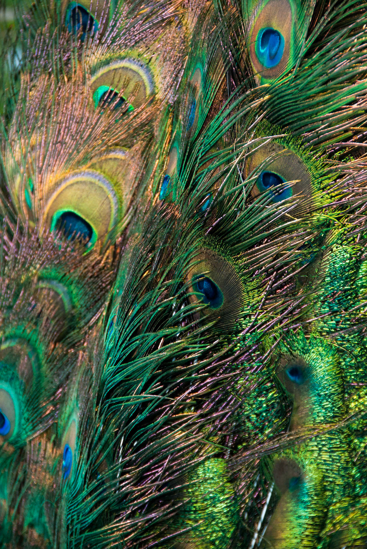 Dunedin Cemetary Peacock Feather