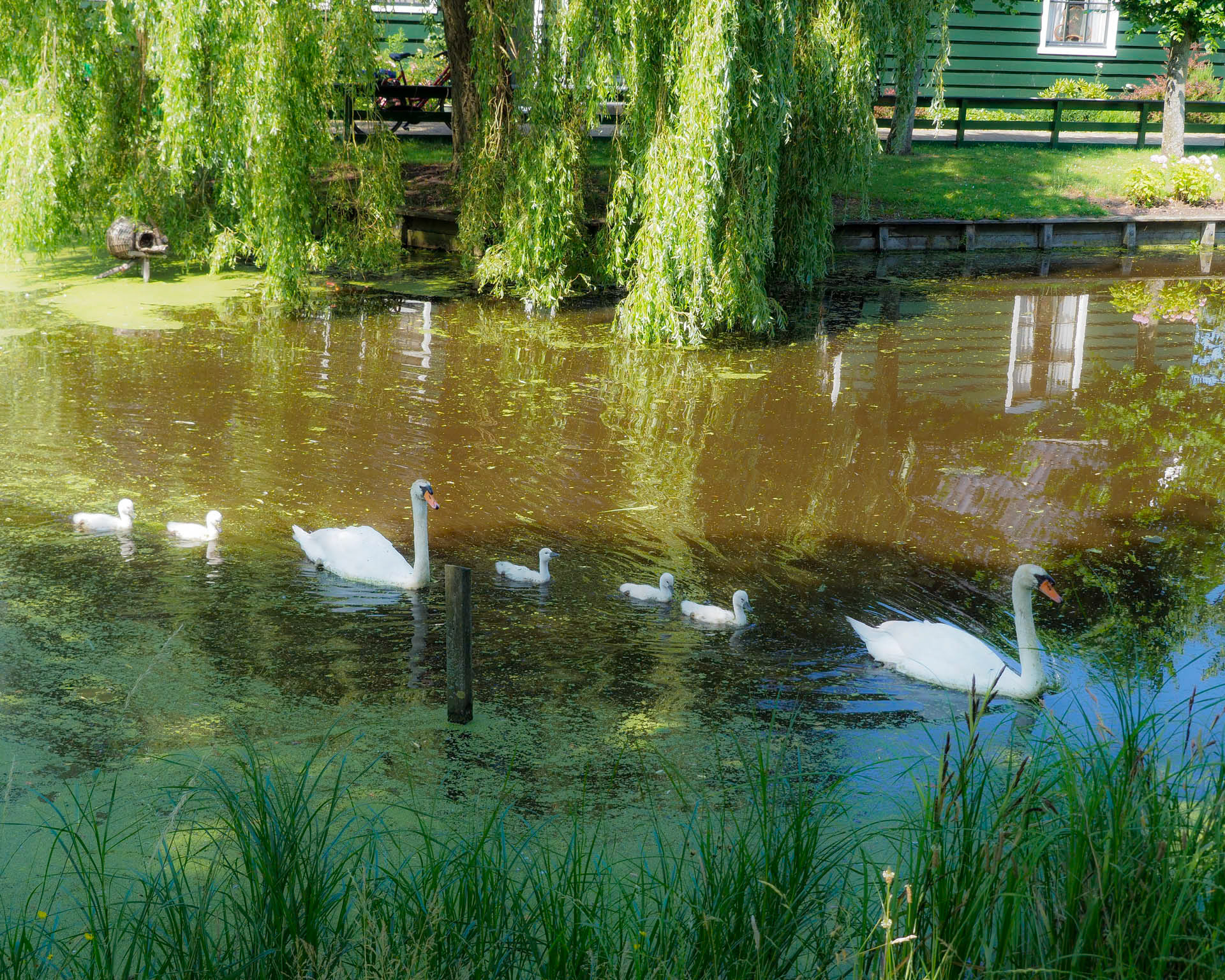Swan Lake