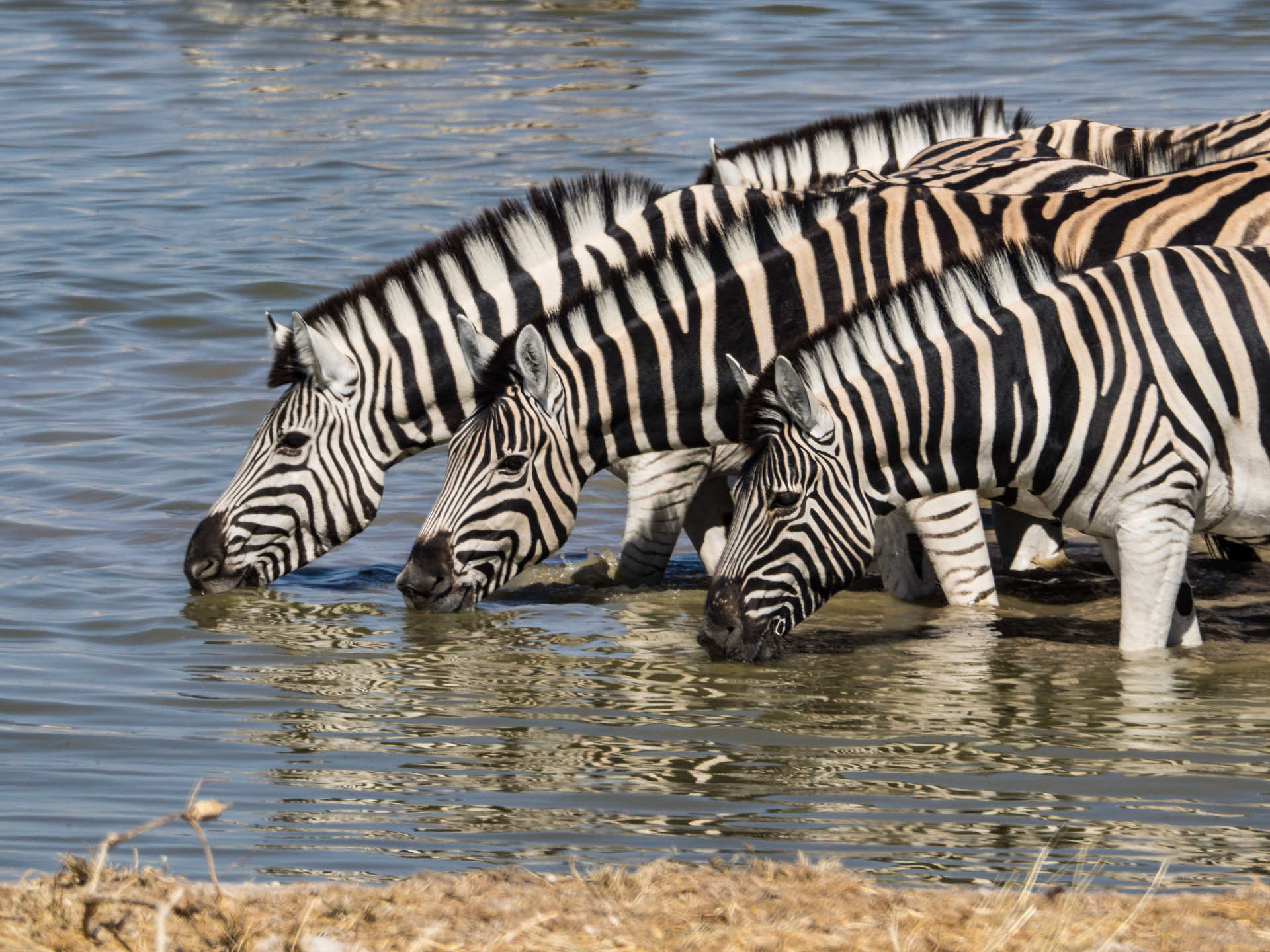 Etosha Zebra Trio