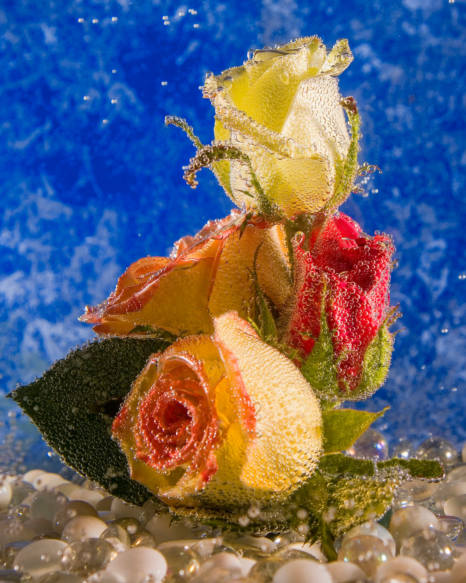 Underwater Roses