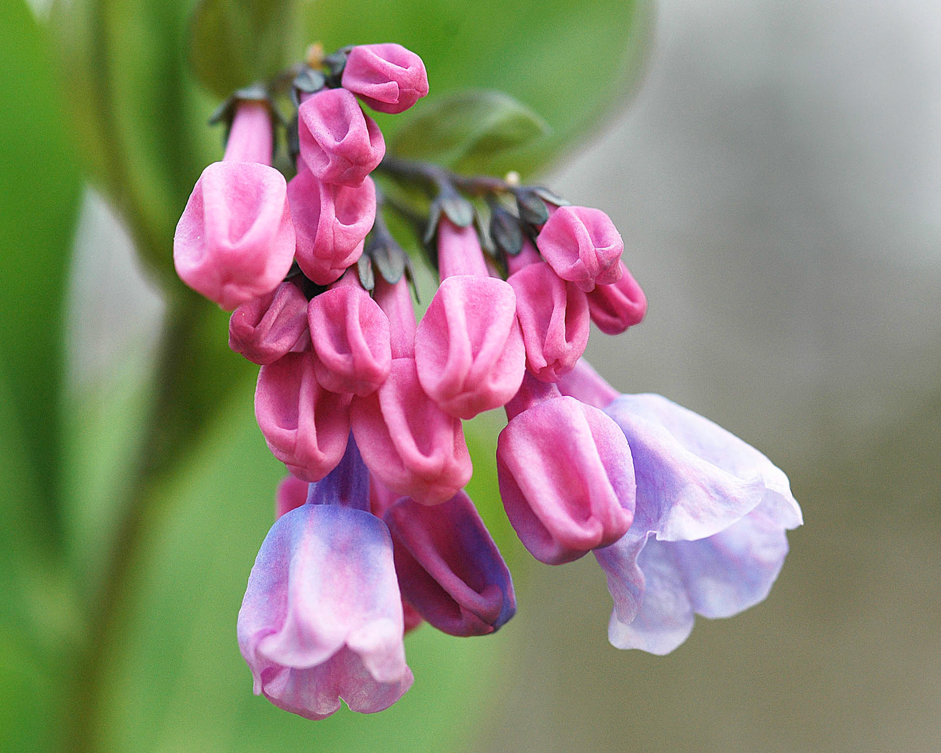 Bluebell Buds