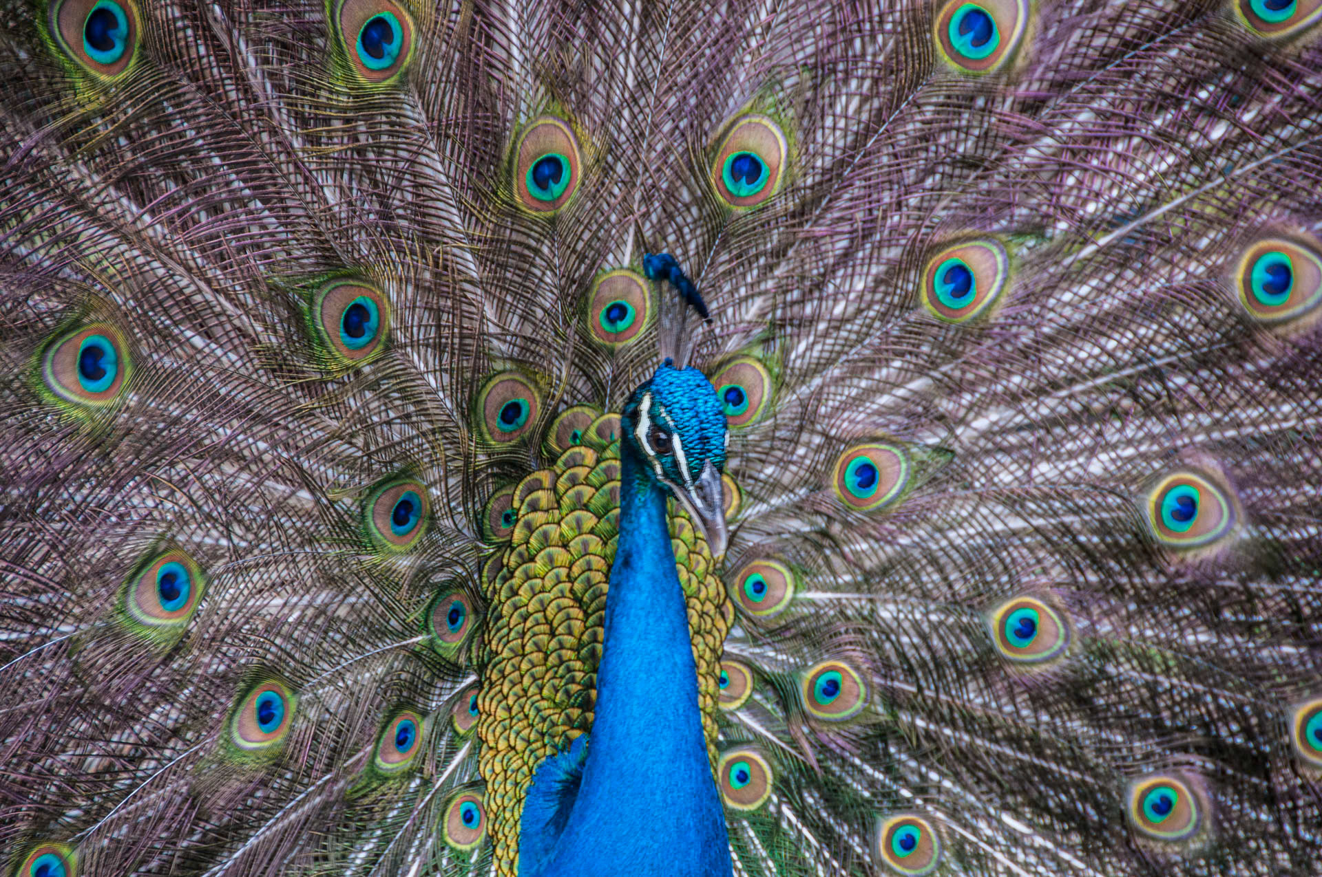 Peaacock Glory