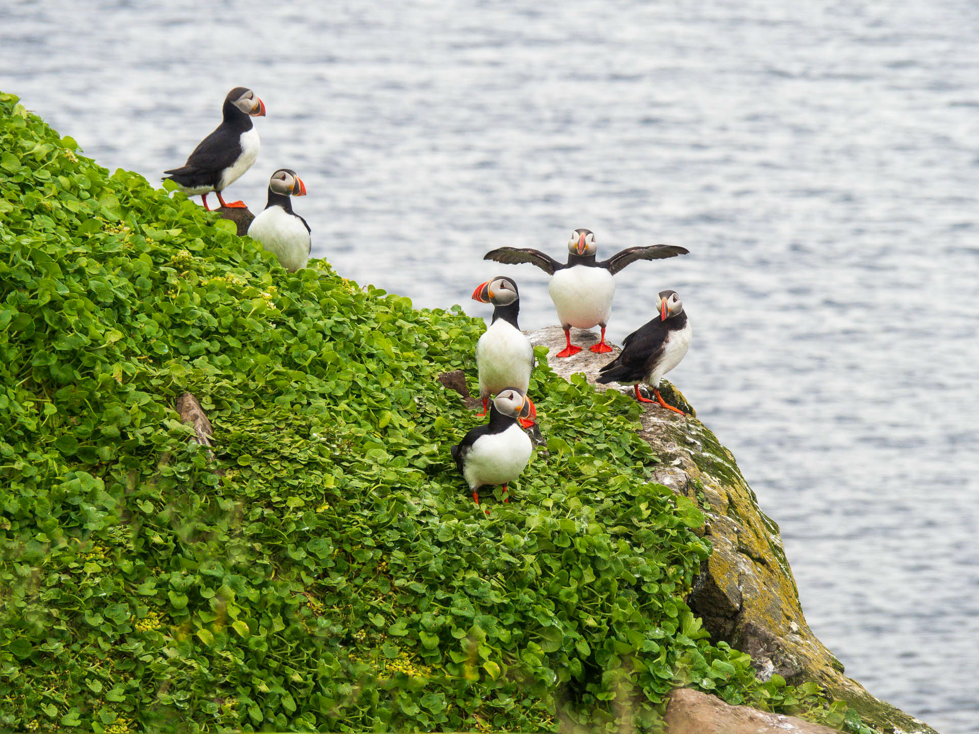 Puffin Group