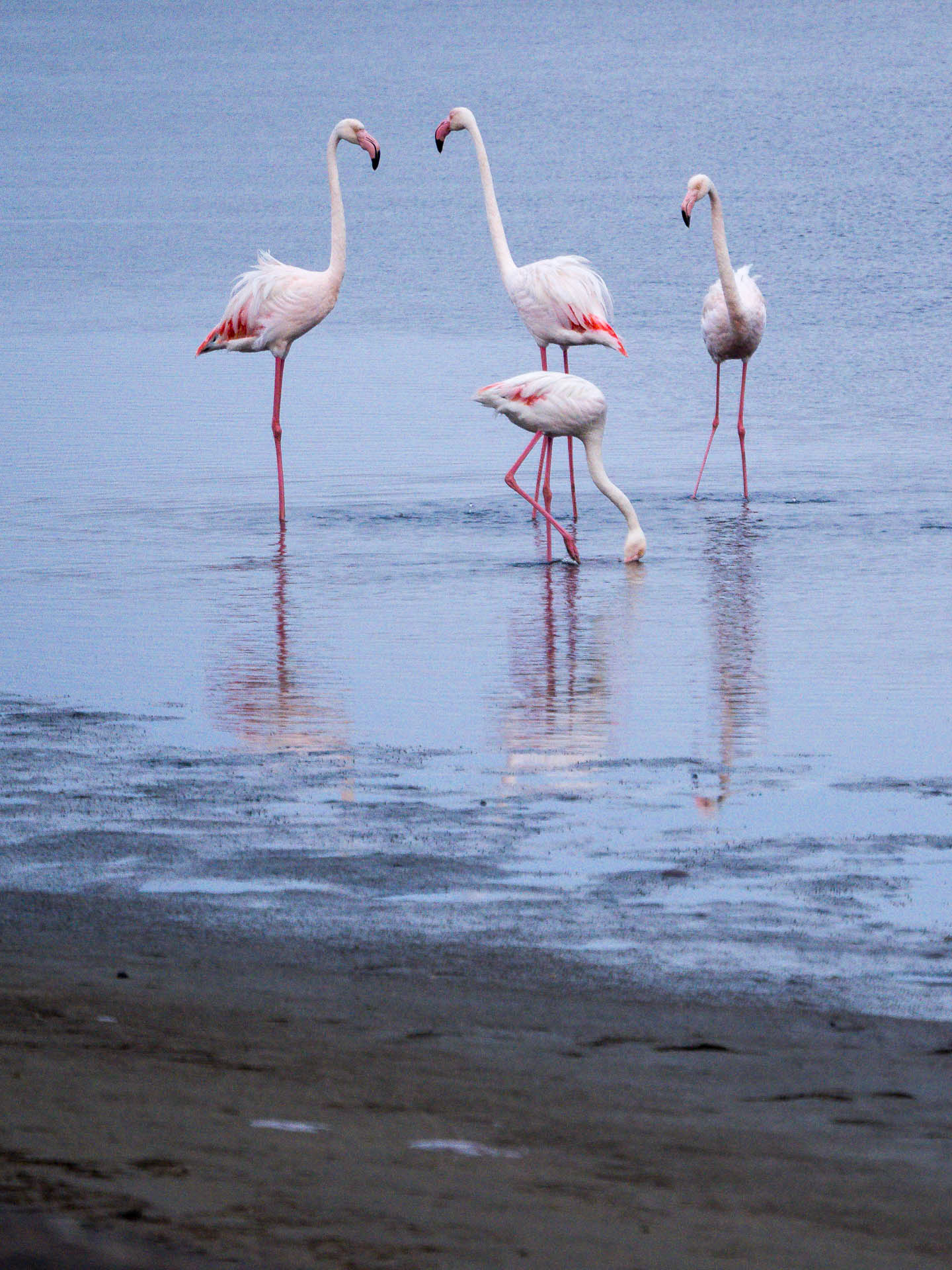 Walvis Bay Flamingos