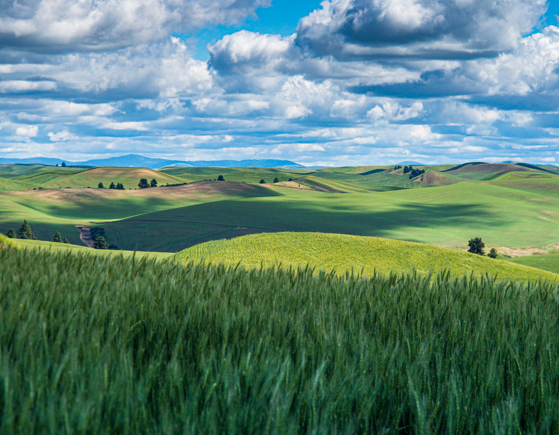 Wheat View