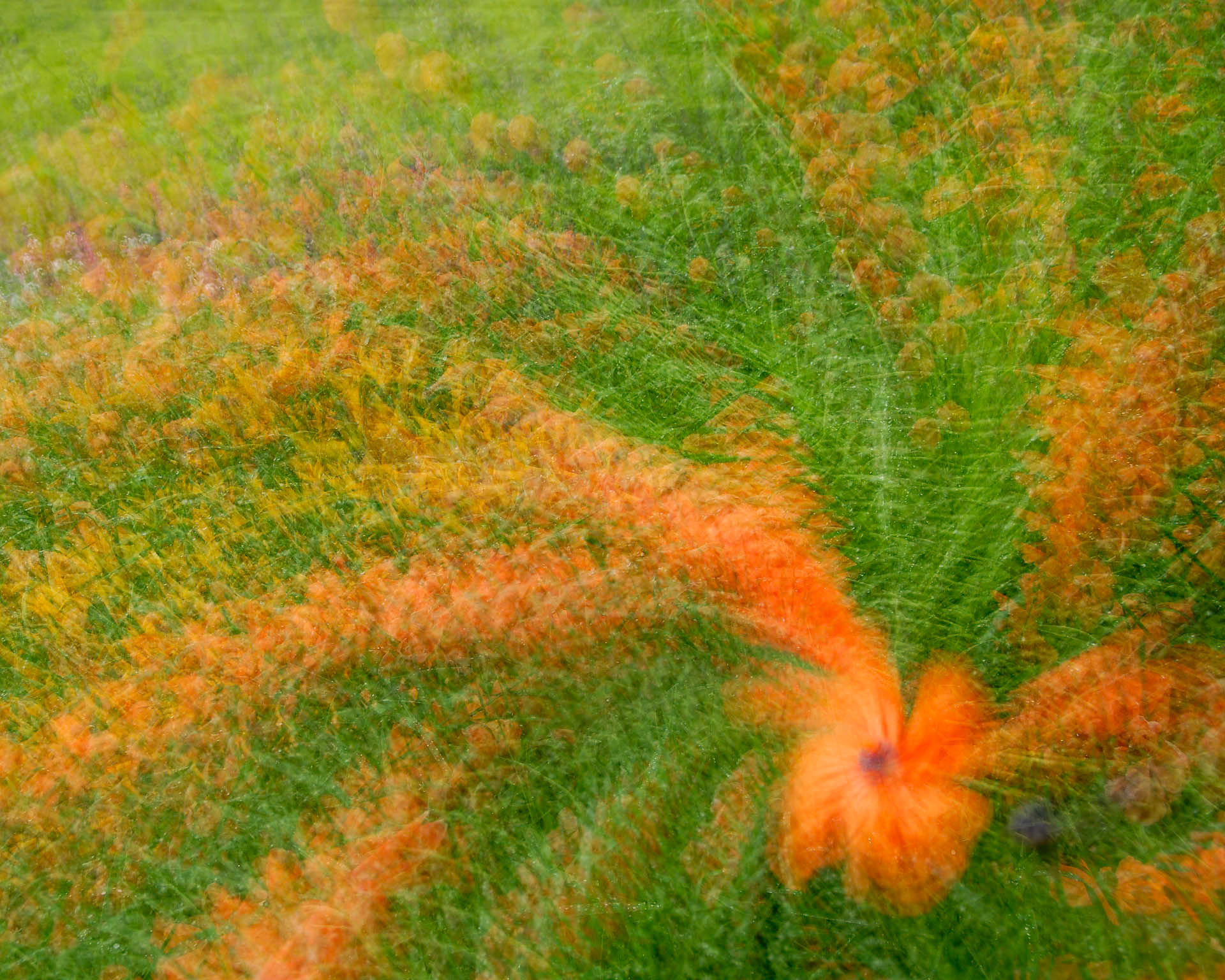 Poppy Swirl