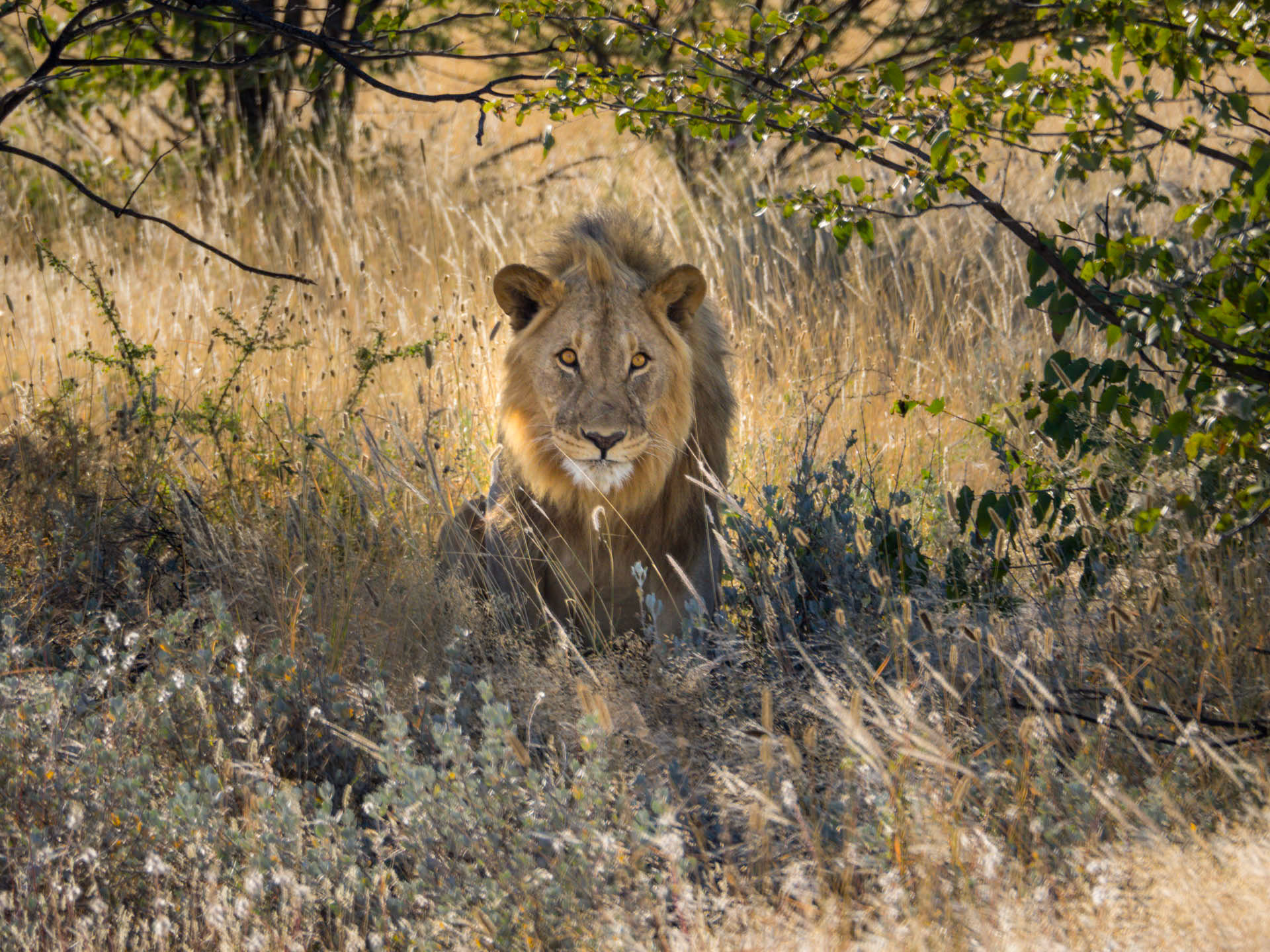 Etosha Lion Male
