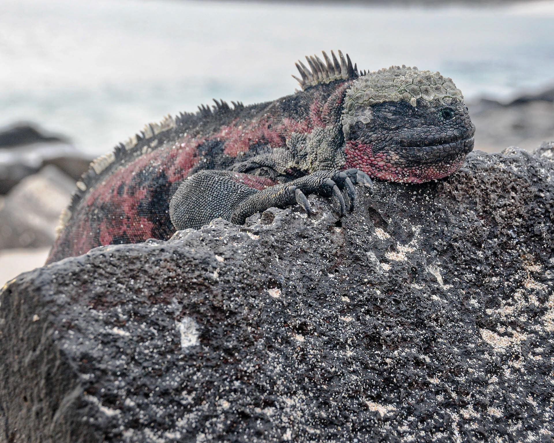 Lava Iguana