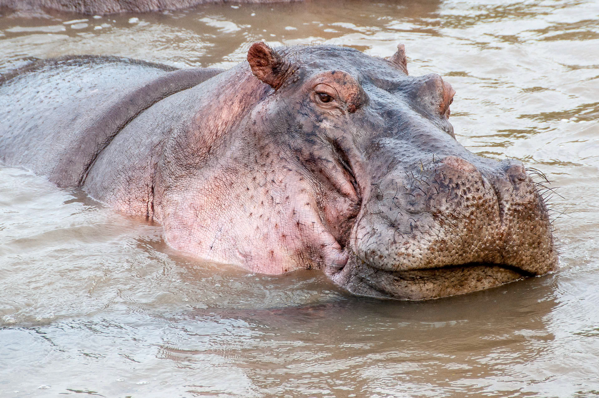 Serengeti Hippo