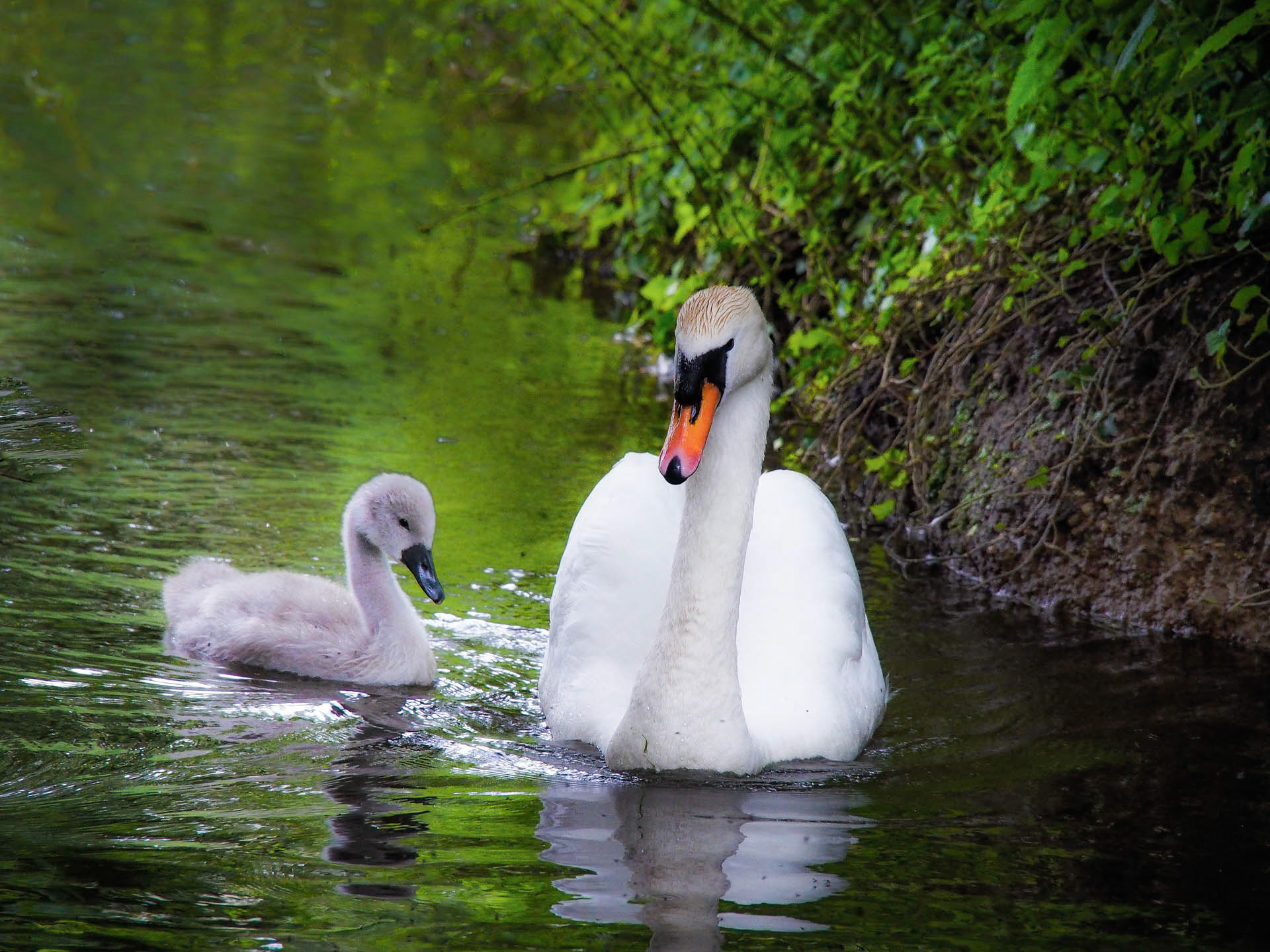 Mother and Child Swans