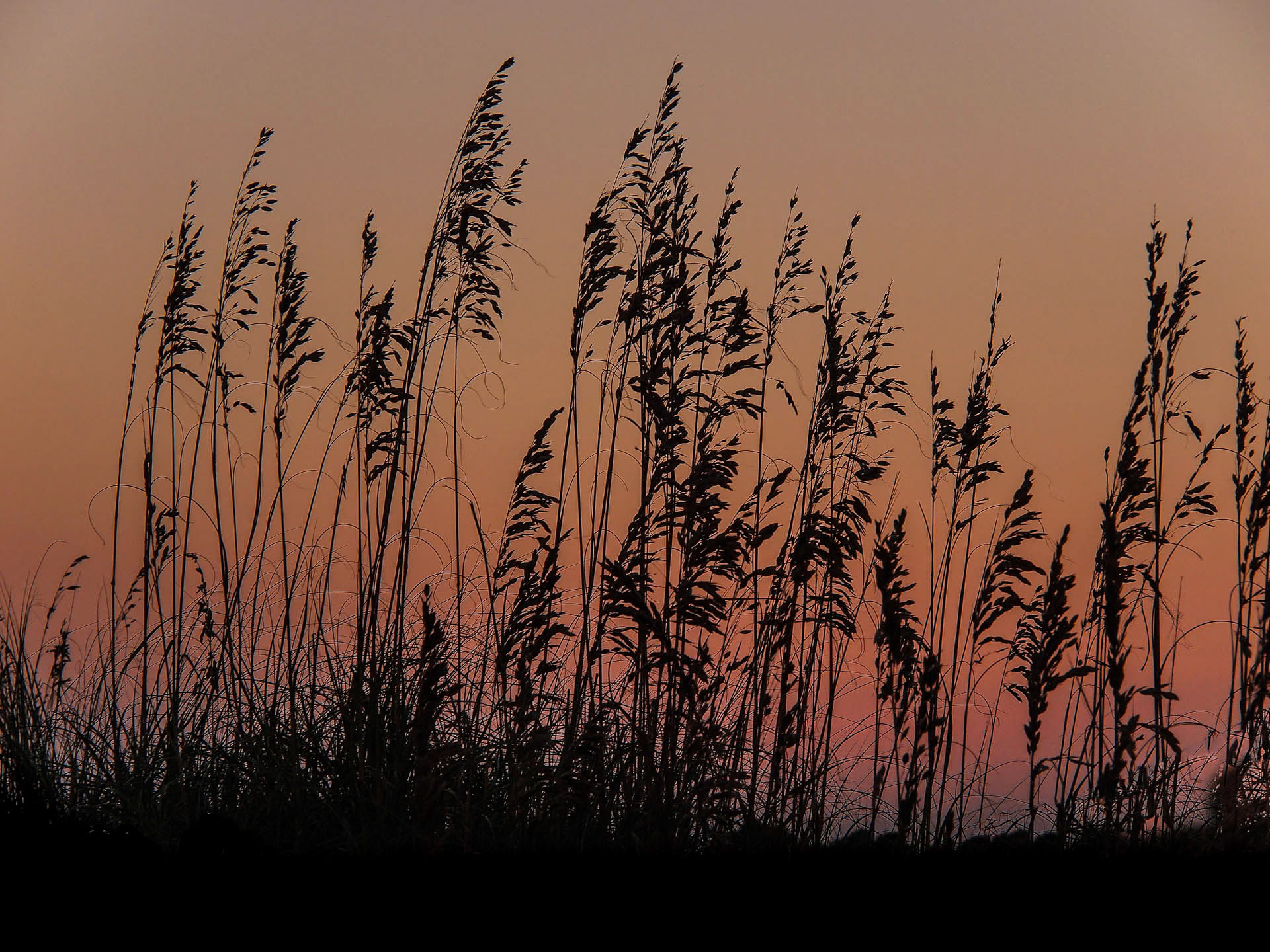 Sea Oats