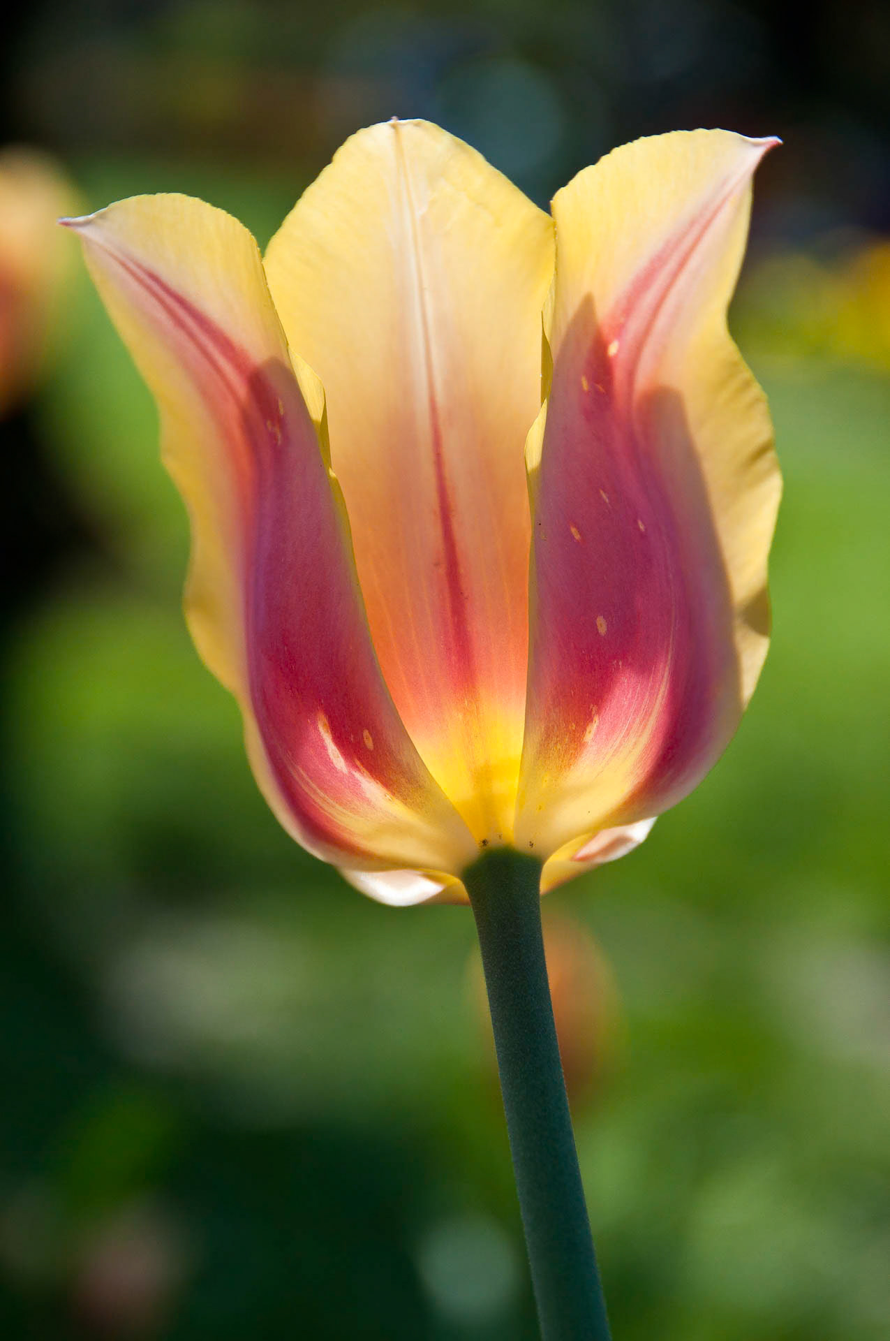 Tulip Glow