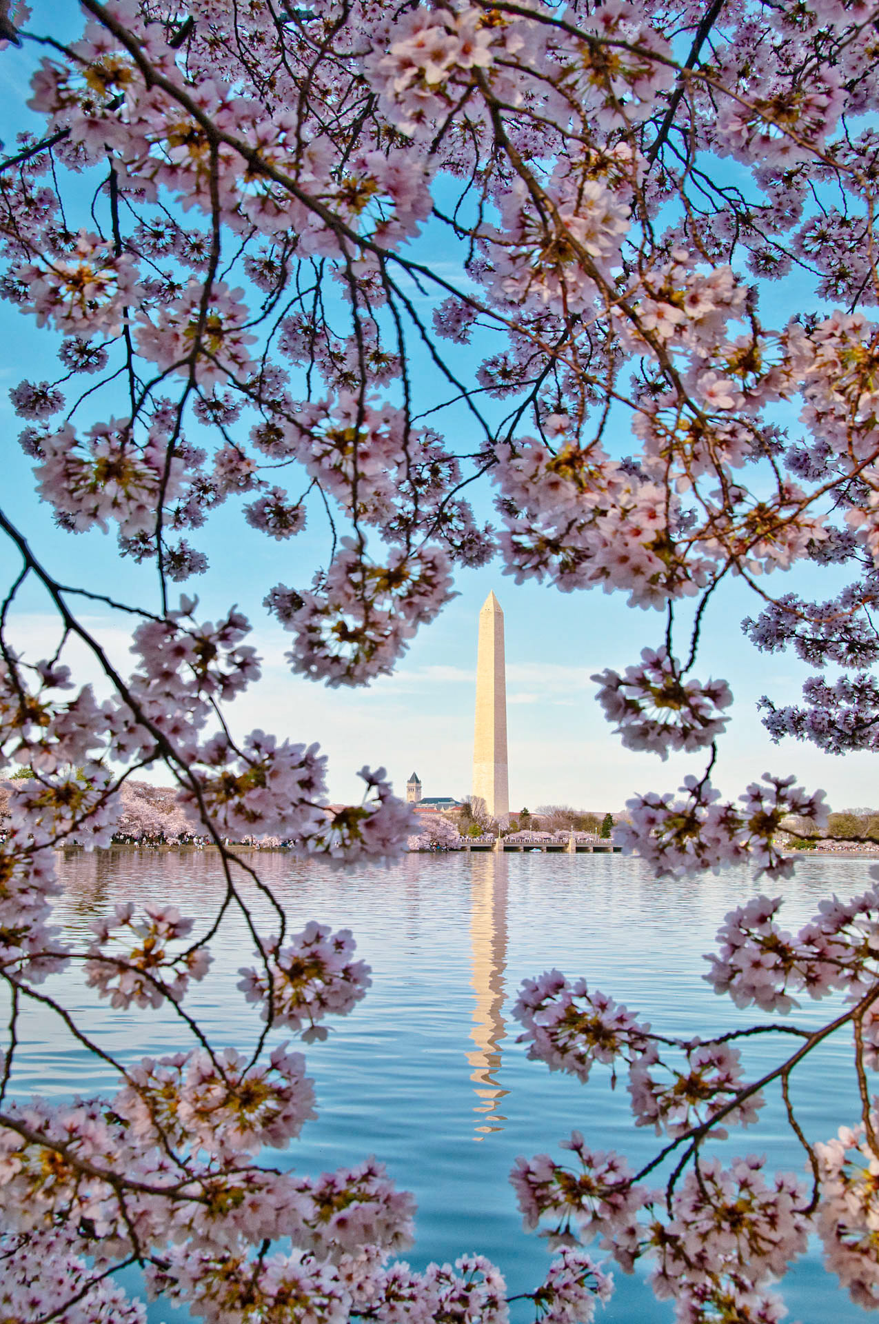 Cherry Blooms Monument V