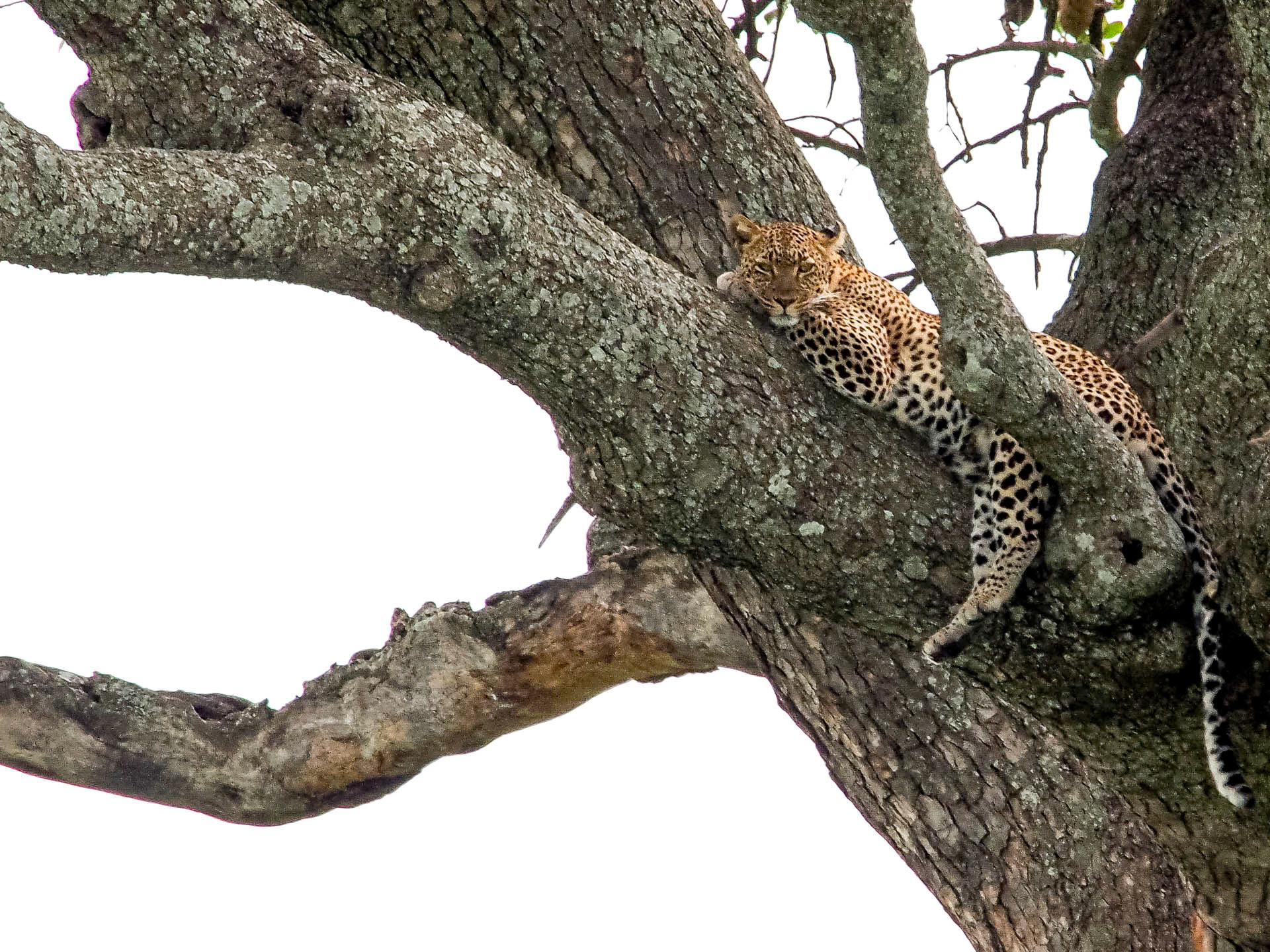 Serengeti Leopard