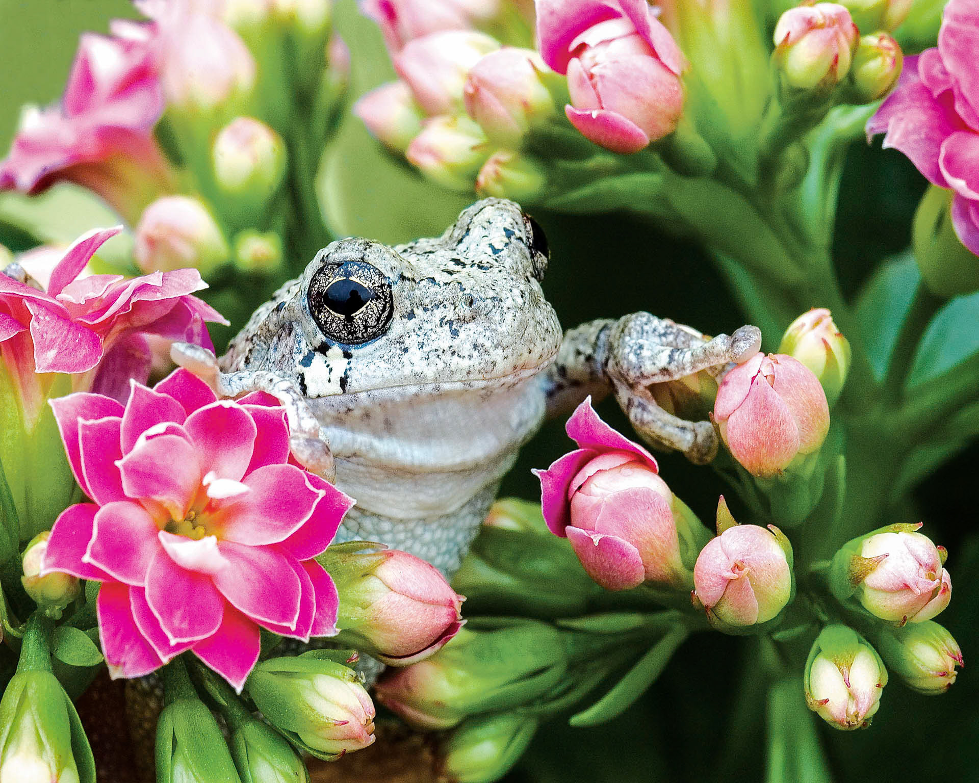 Pretty In Pink Frog