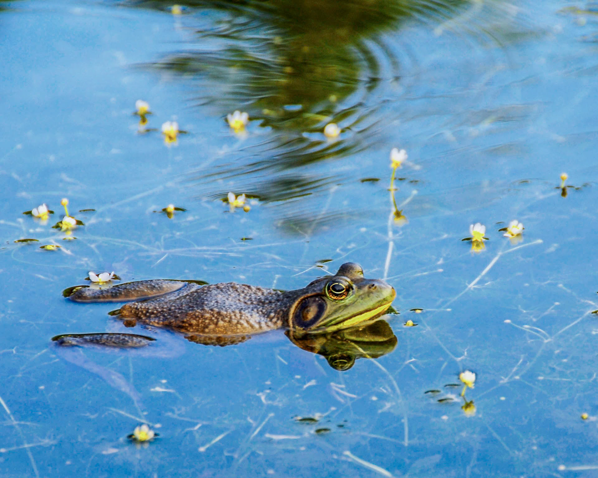 Peace Frog