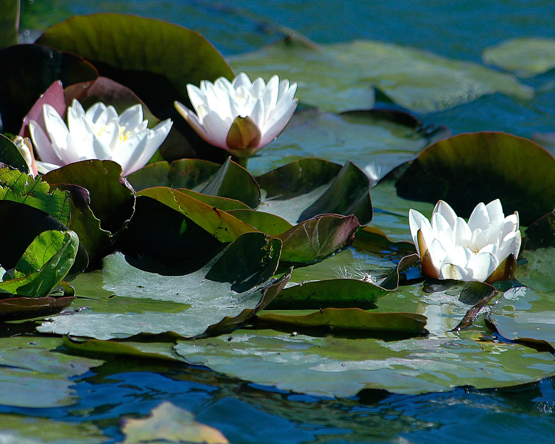 Sonoma Waterlillies