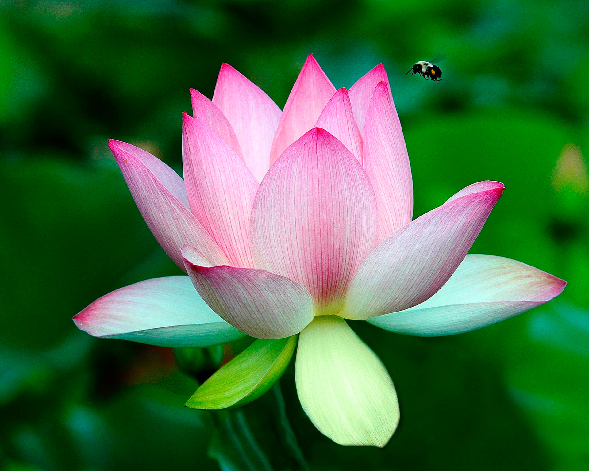 Lotus & Bee 3