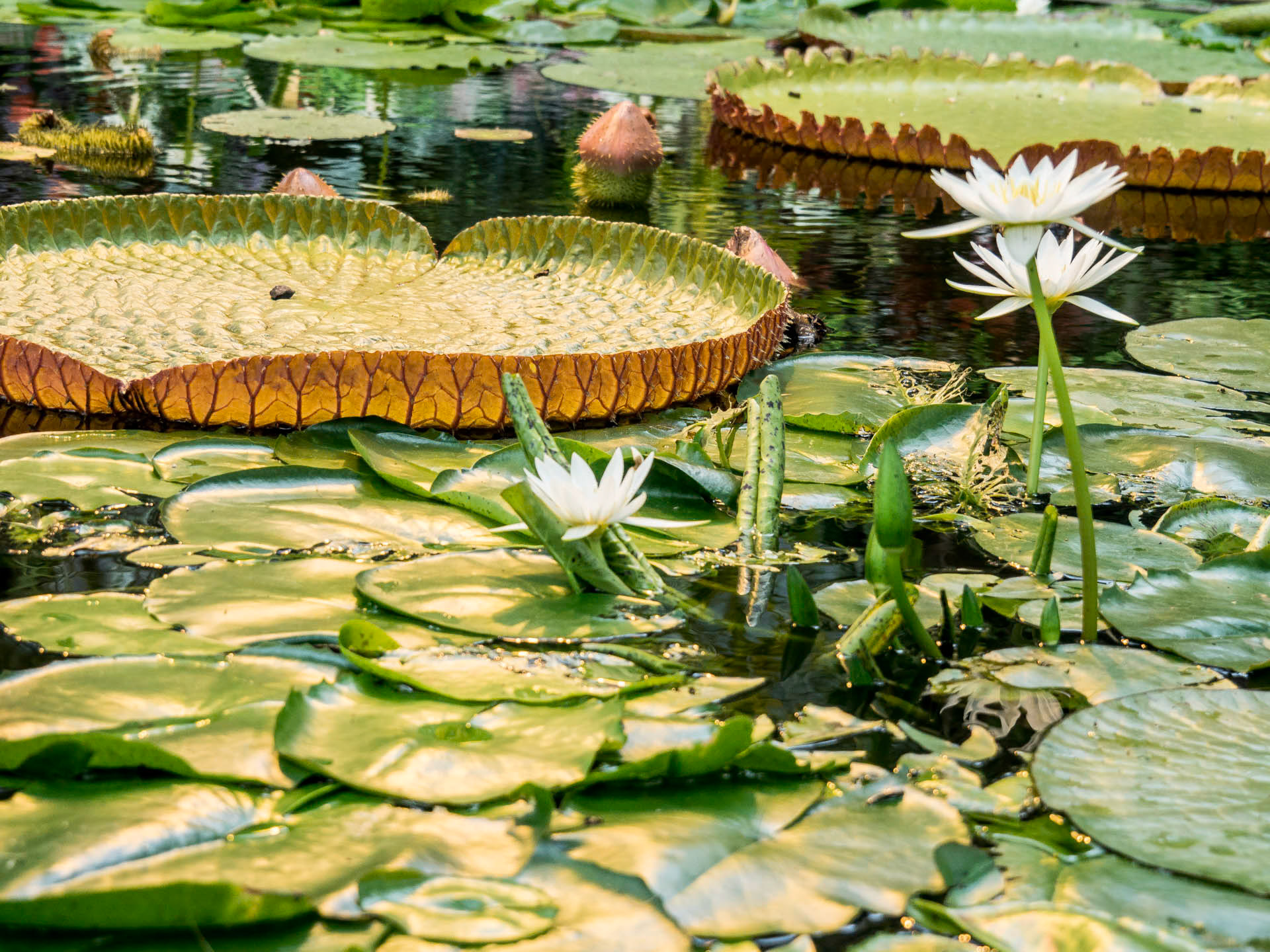 Lily Pads
