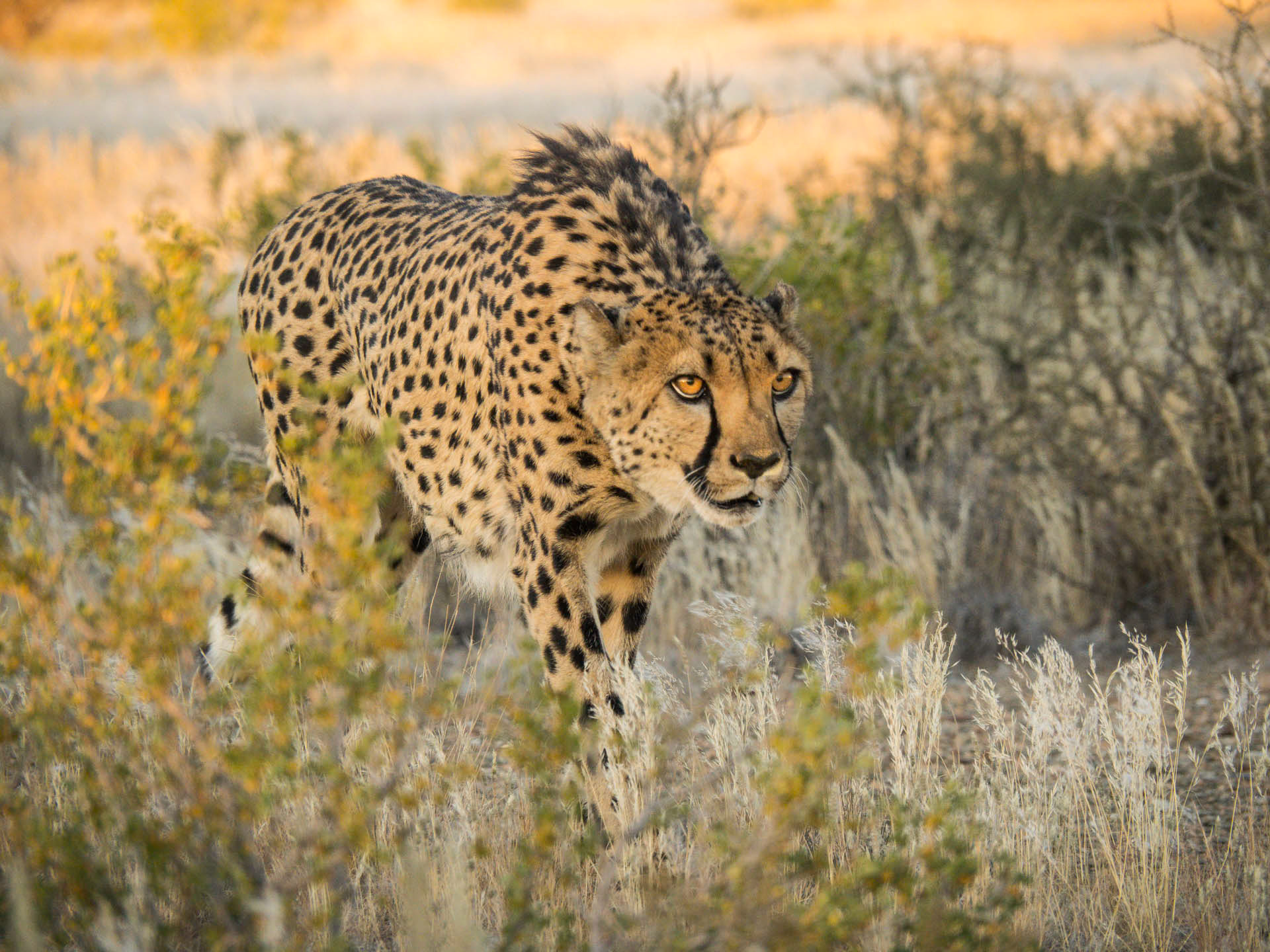 Cheetah Stalking
