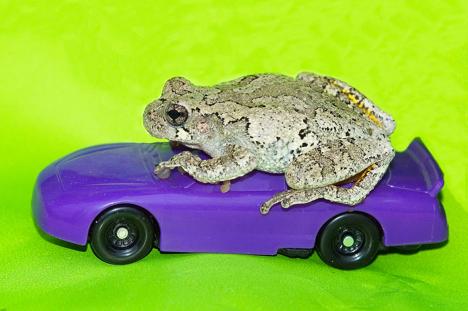 Frog Car