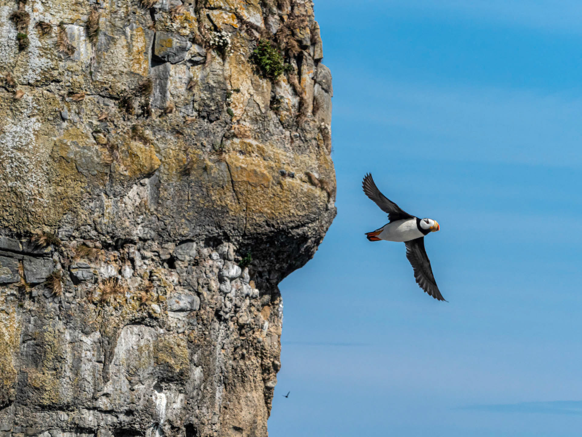 Puffin Cliffside