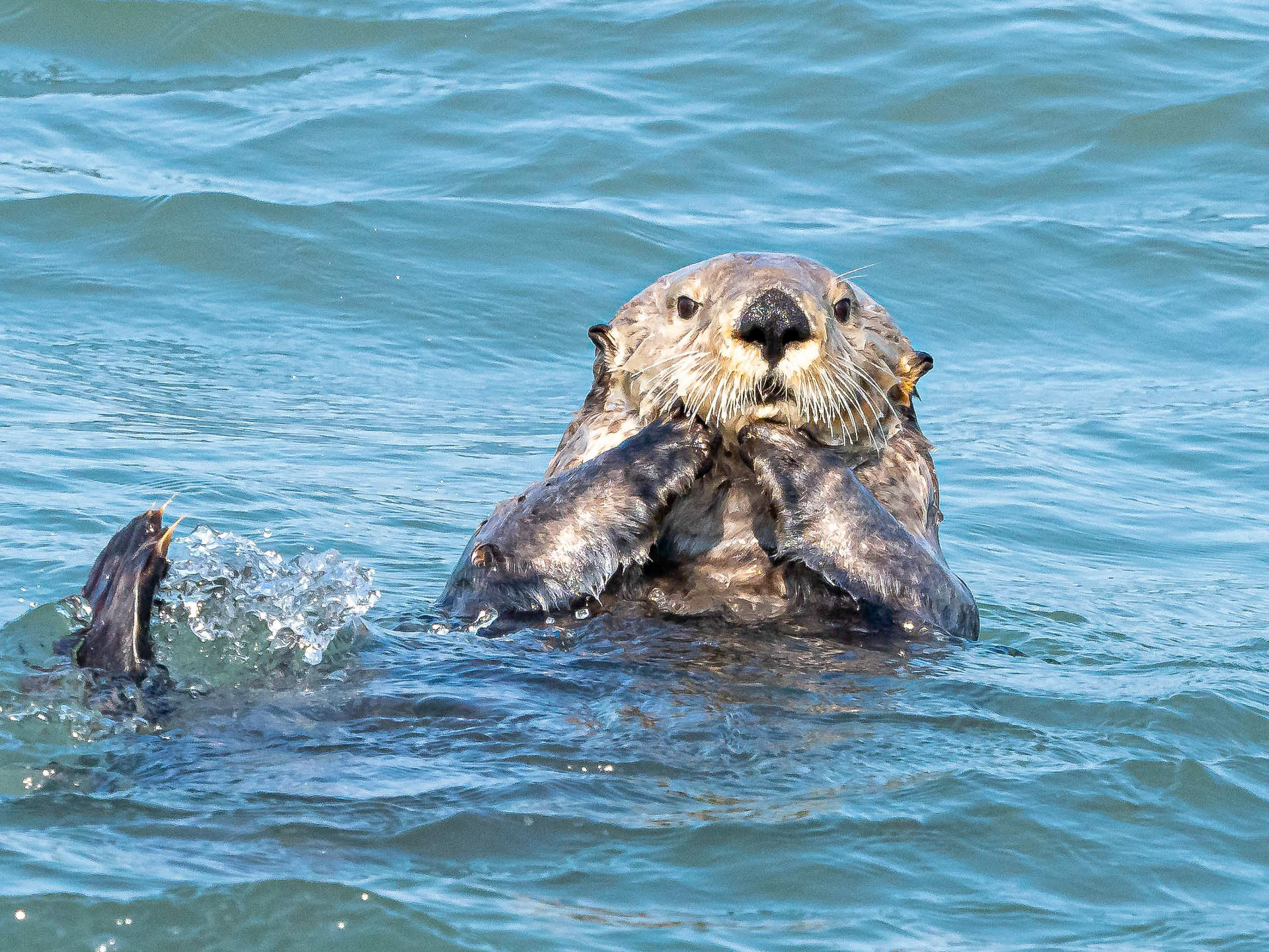 Otter Posing