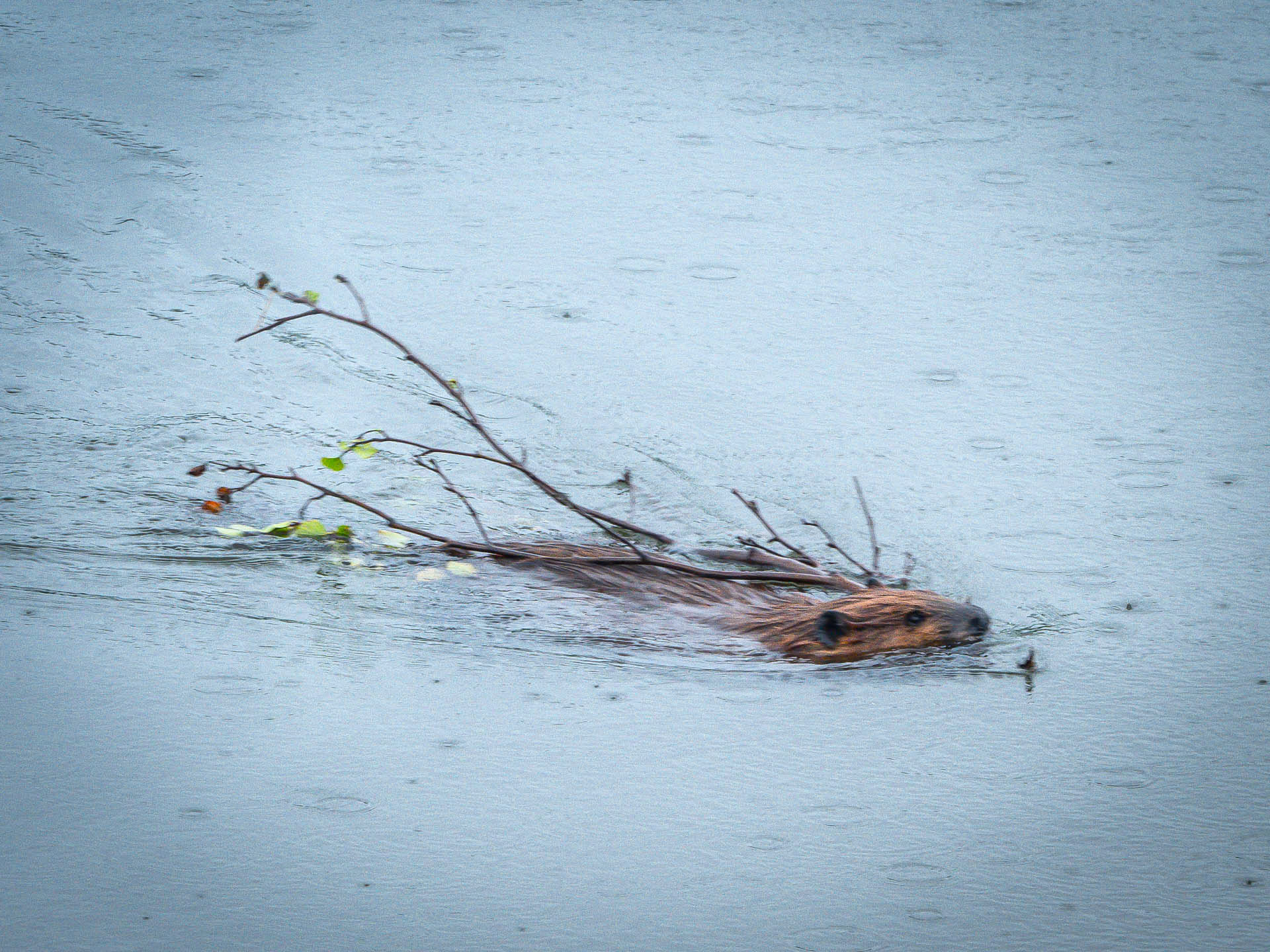 Beaver Swimming