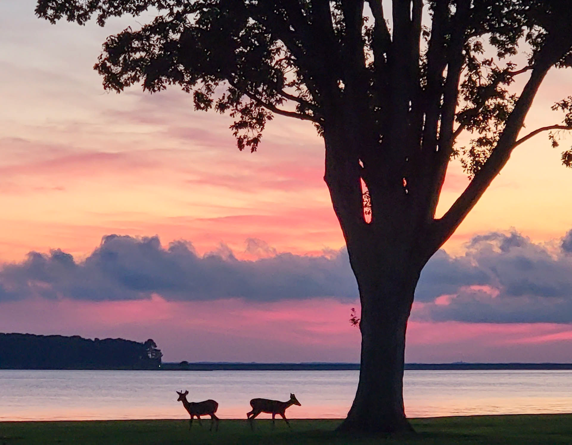 Deer Sunset