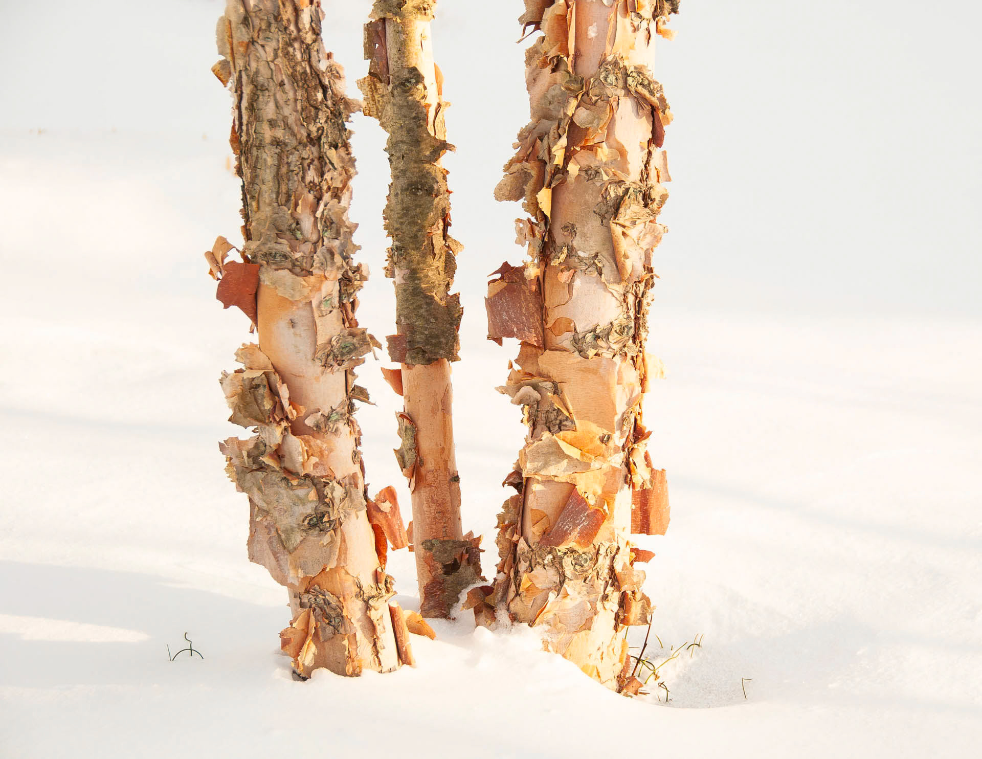 Snowy Birch 3