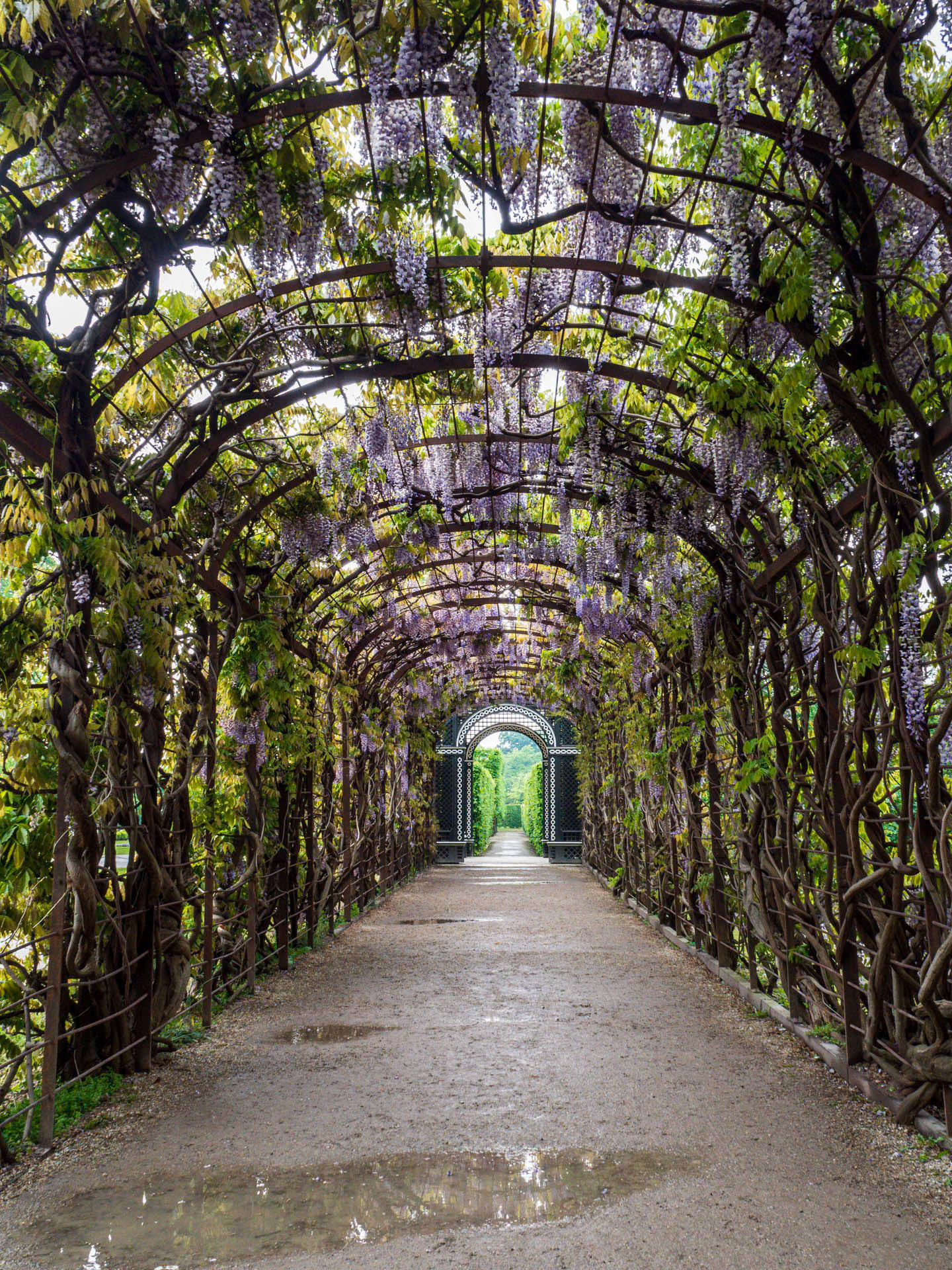 Wisteria Arch