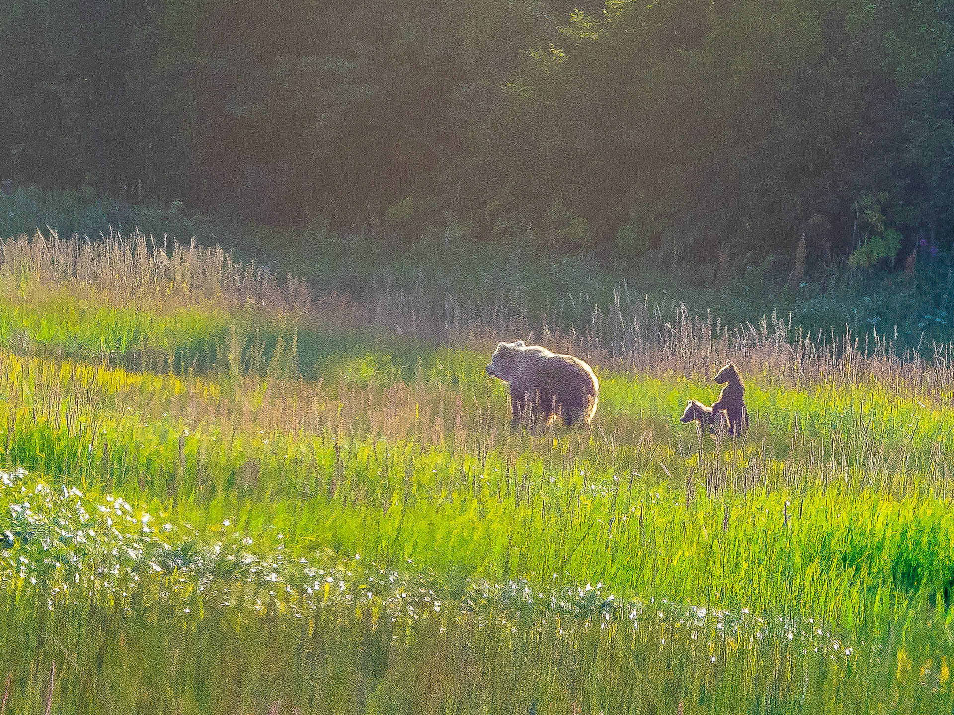 Family Outing