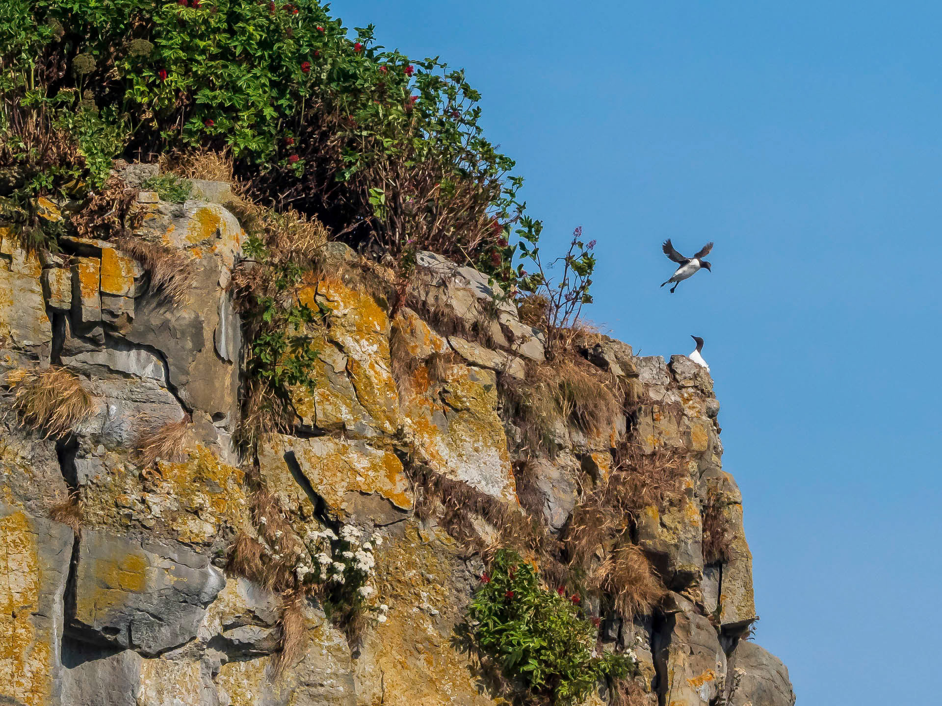 Common Murres