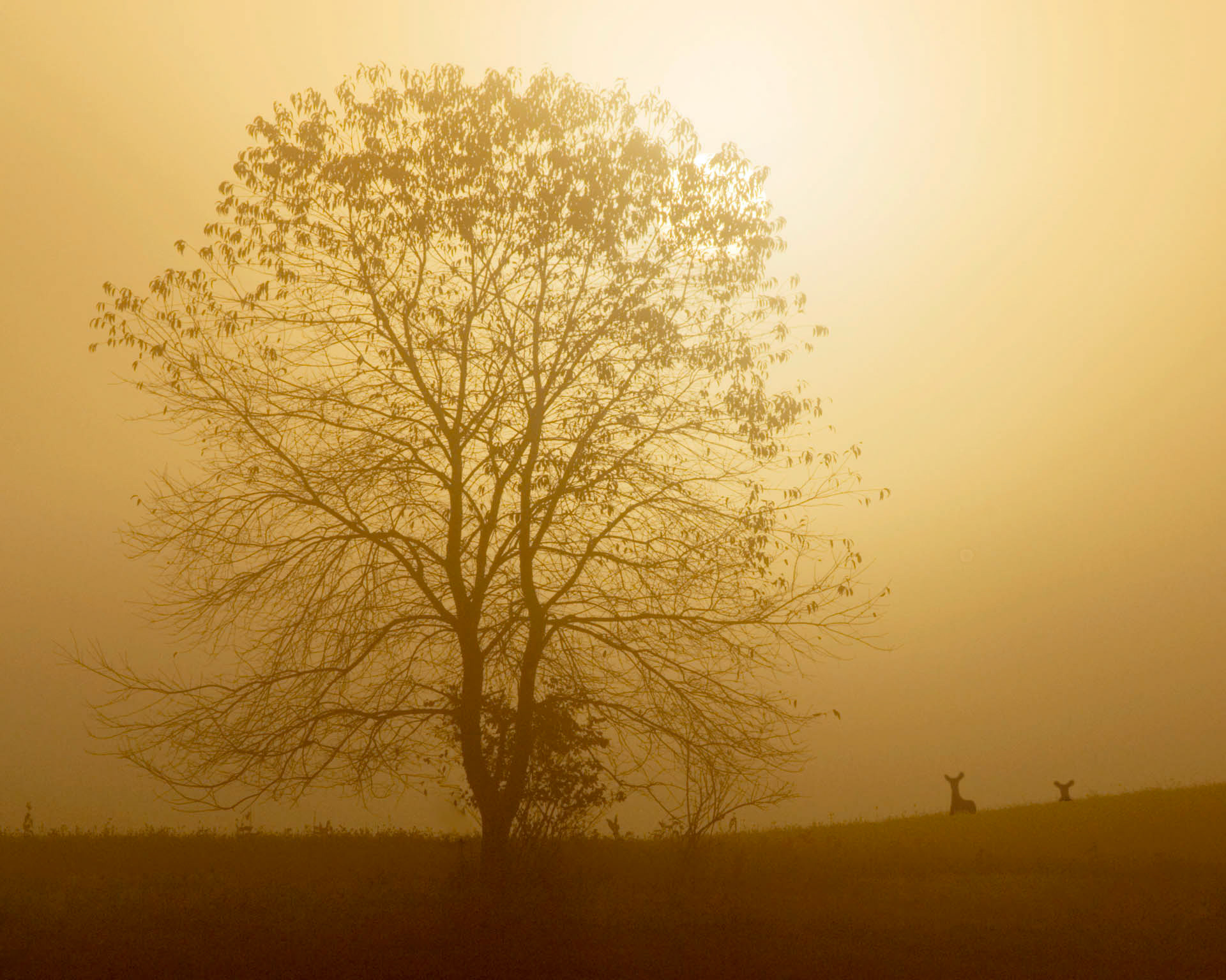 Golden Morn