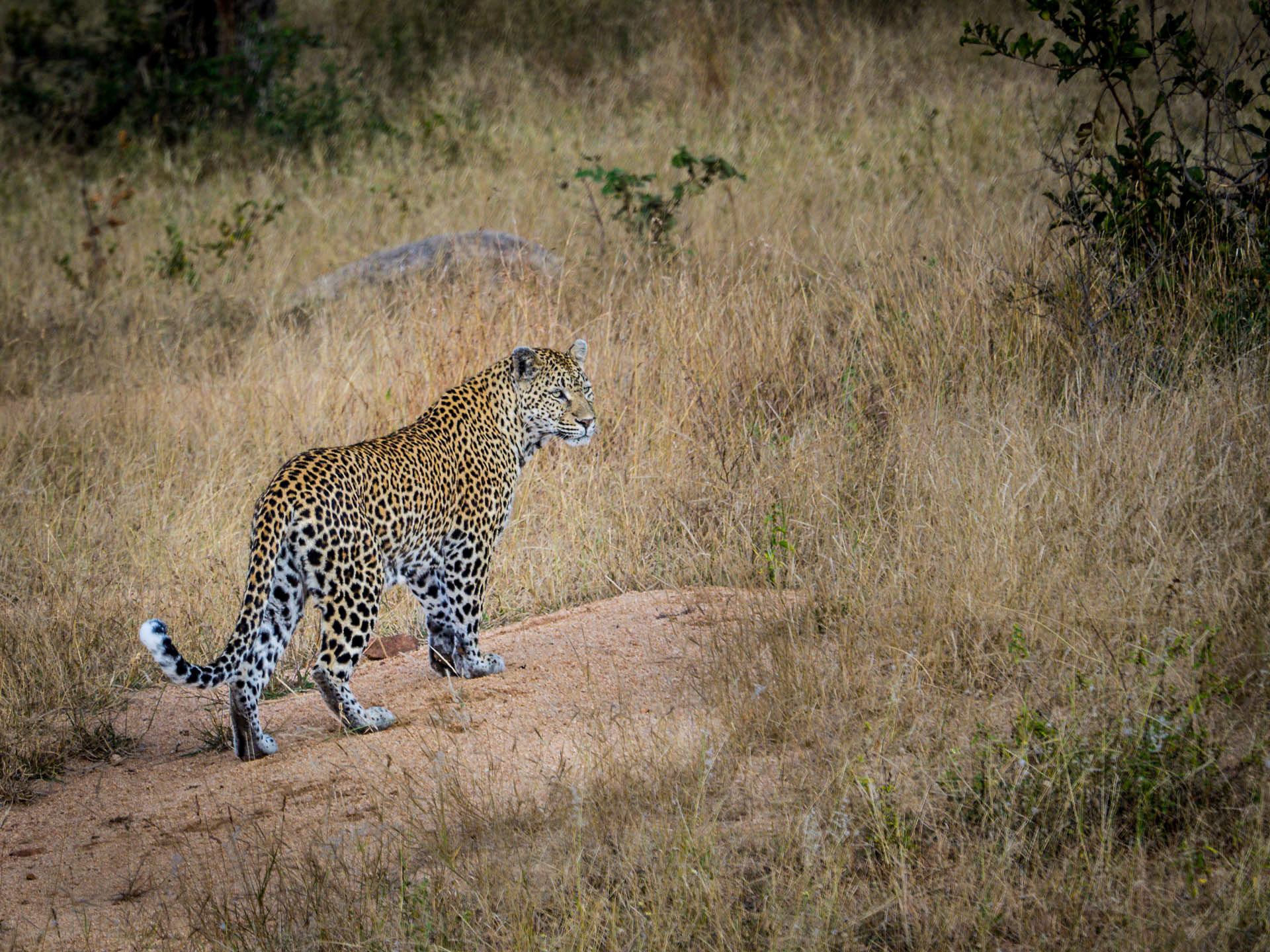 Leopard Walk