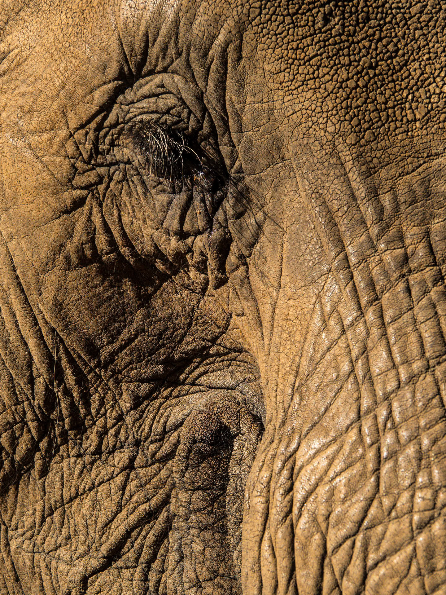 Elephant Close Up