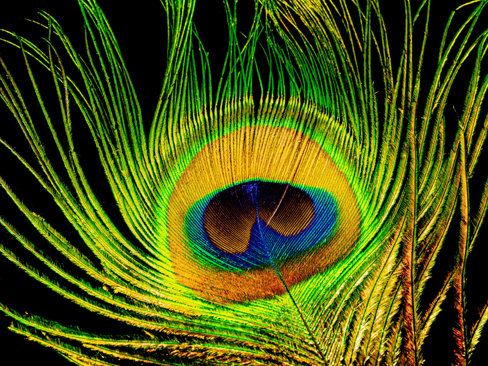 Plume