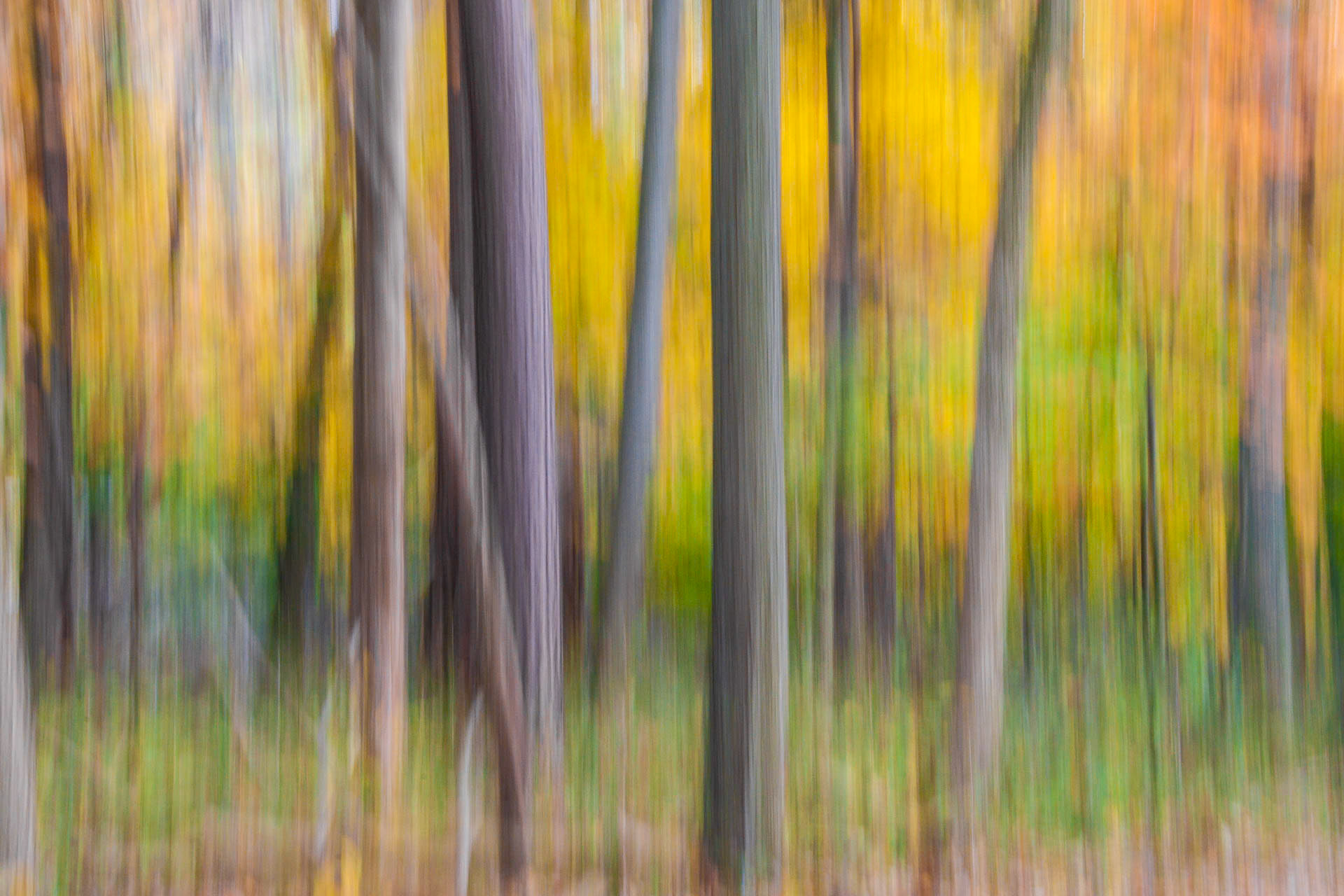 Fall Woods