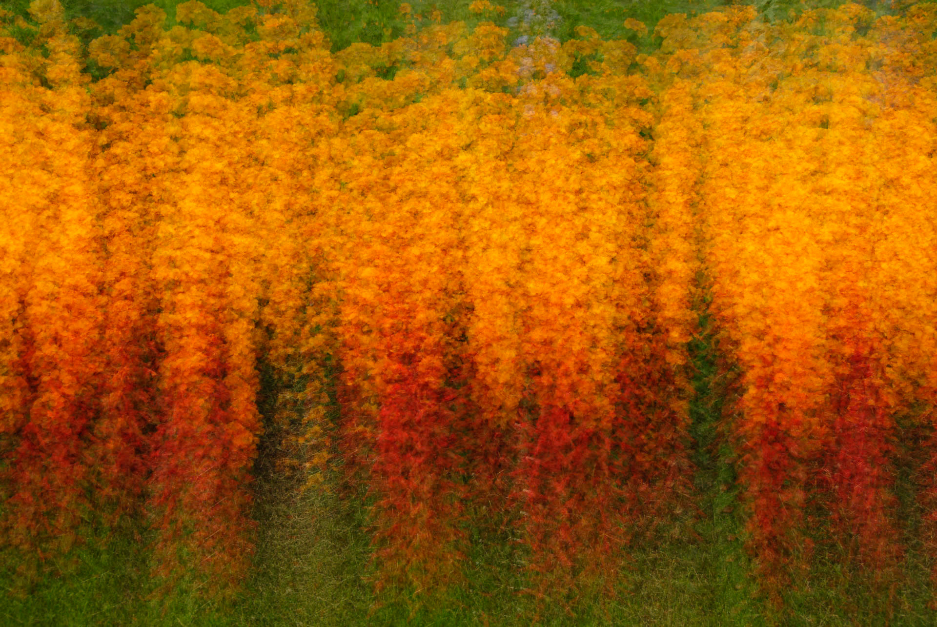 Dancing Field
