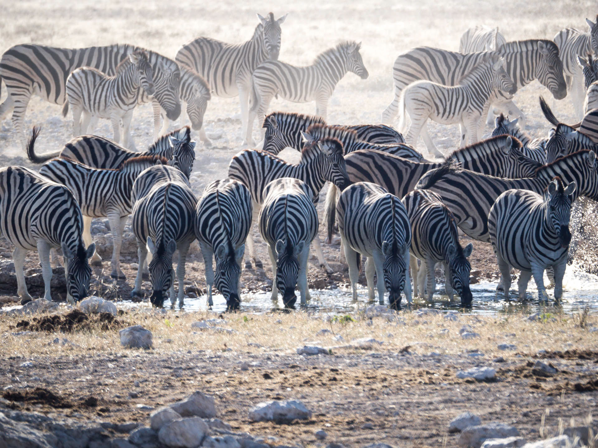Etosha Zebras