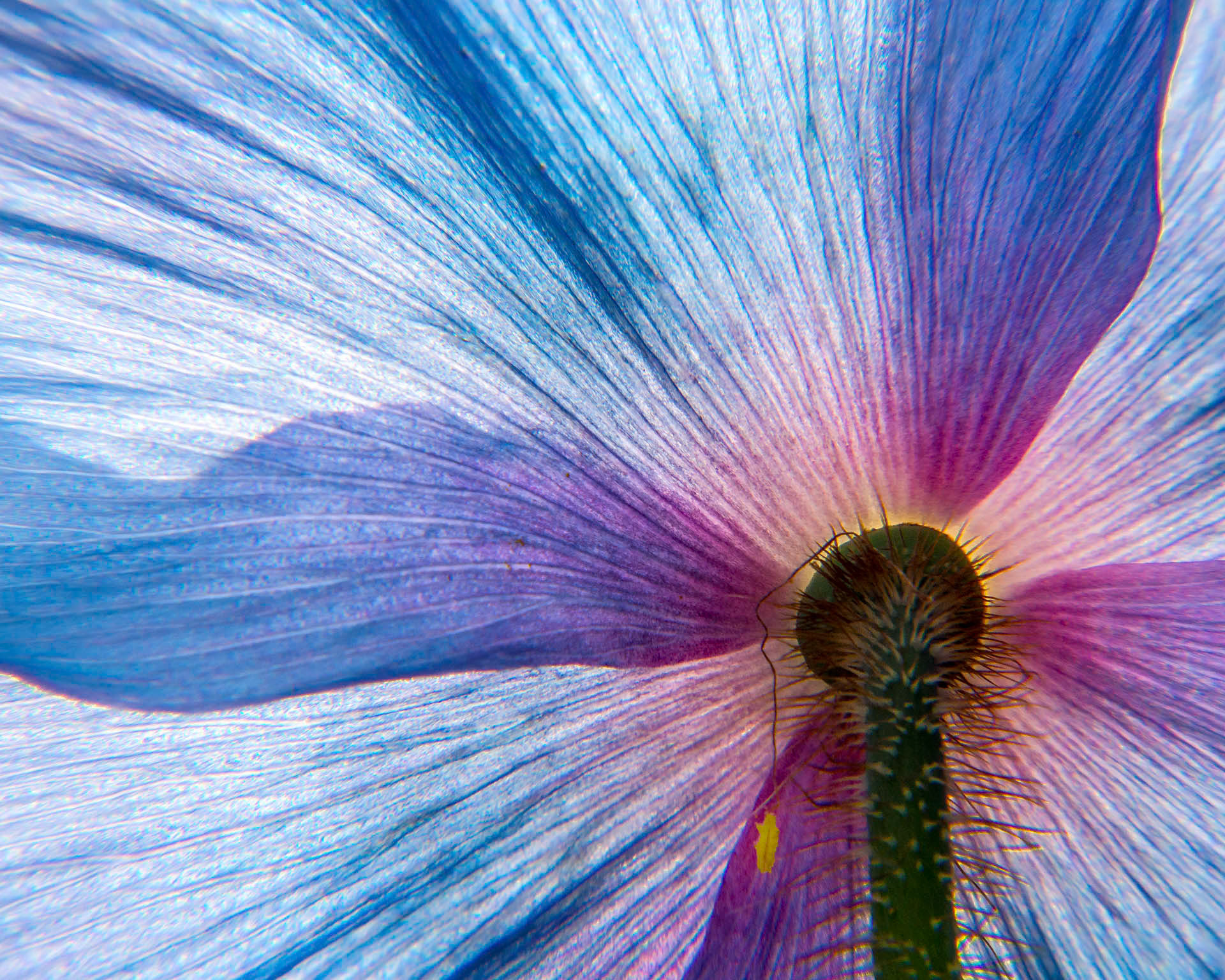 Blue Poppy Back